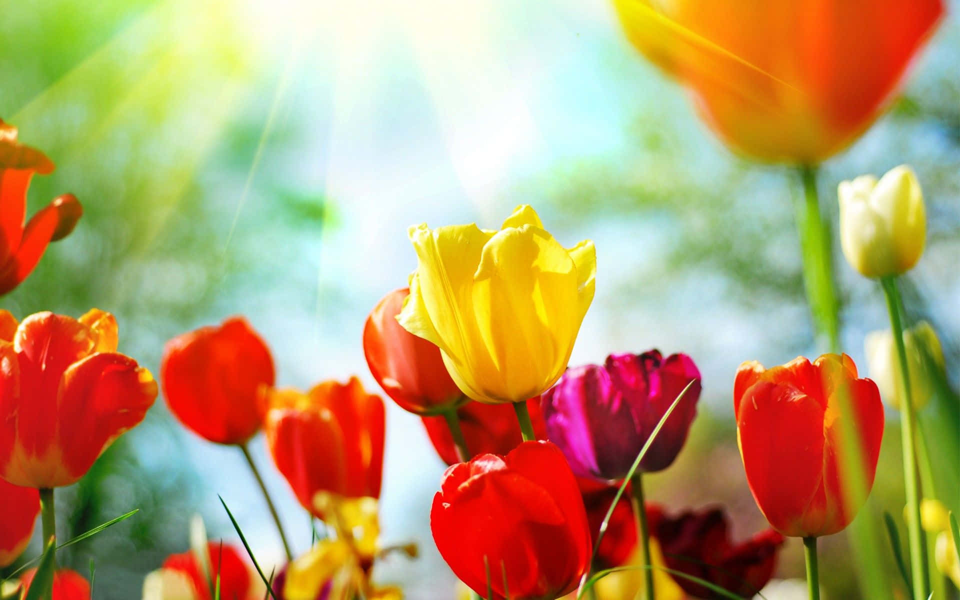 Enjoy The Beauty Of Spring Flowers On Your Desktop Background