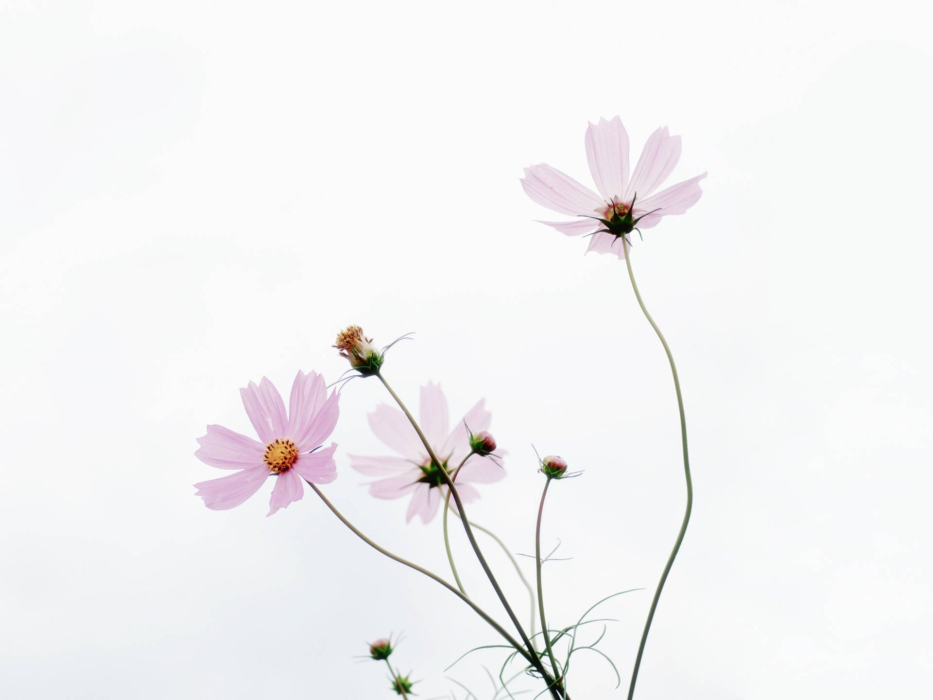 Enjoy The Beauty Of Spring In A Minimalist Style Background