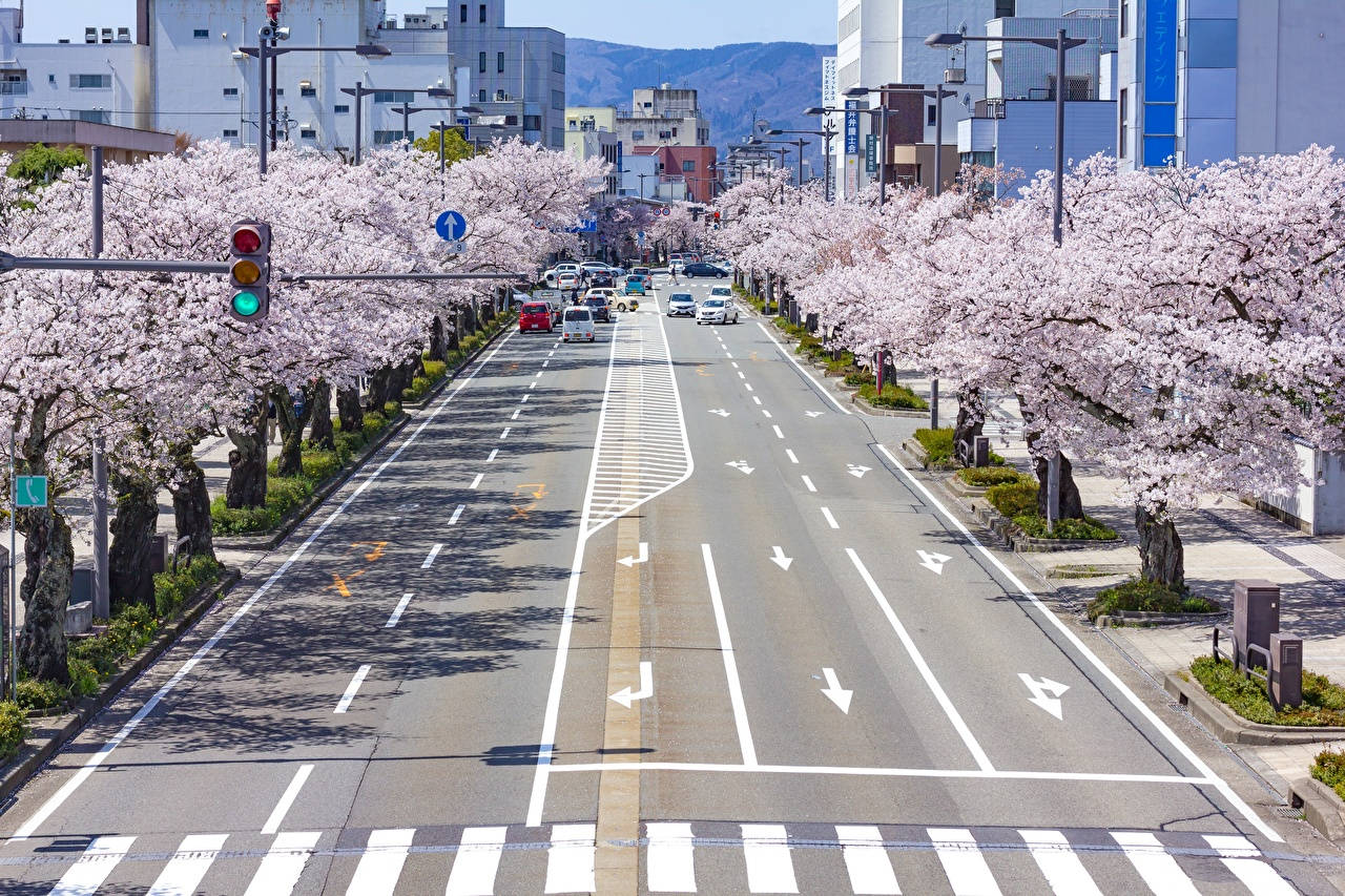 Enjoy The Beauty Of Spring In Japan With The Breathtaking View Of Cherry Blossom Background