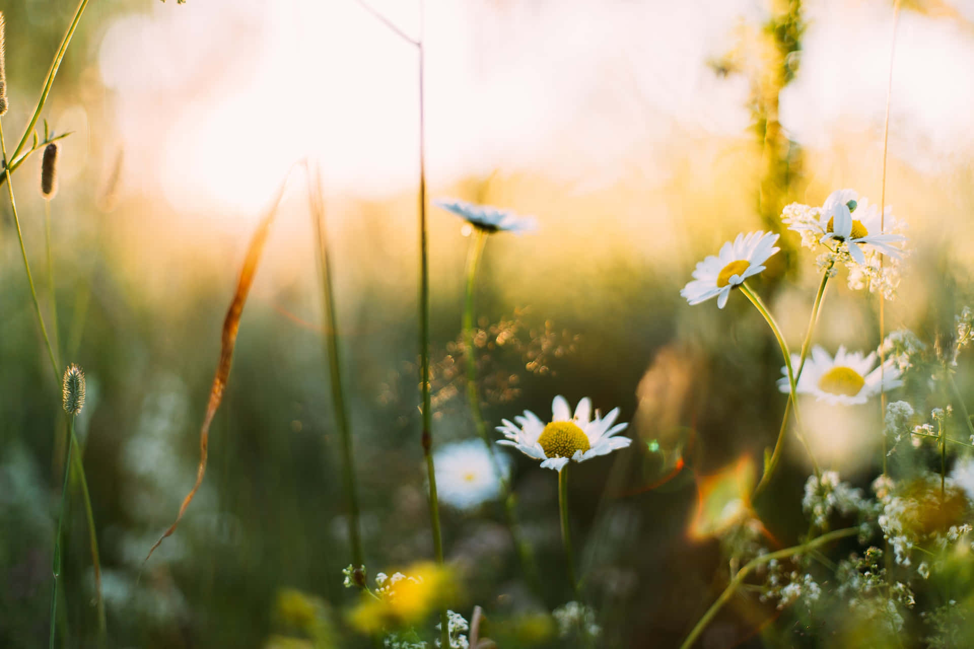 Enjoy The Beauty Of Spring In Your Devices With This Spring Aesthetic Desktop Wallpaper Background