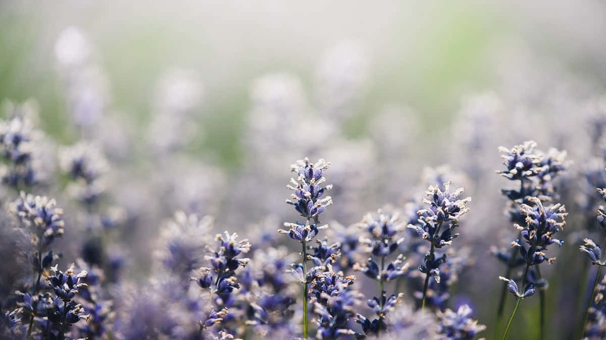 Enjoy The Beauty Of Spring With A Charming Aesthetic Desktop Wallpaper Background