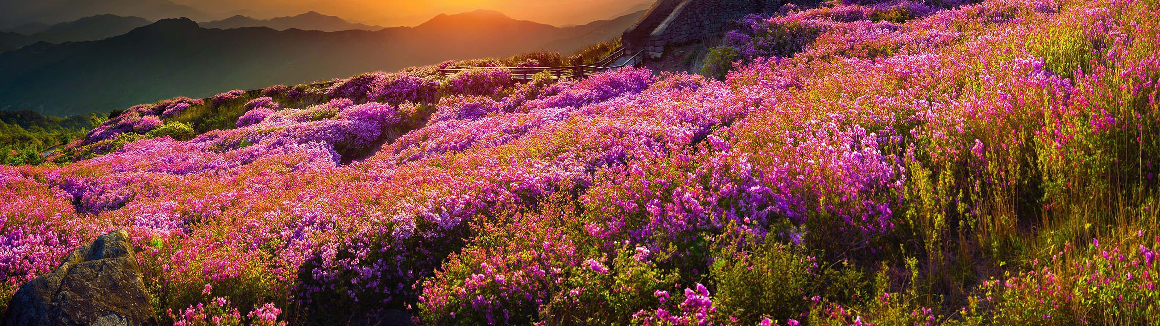 Enjoy The Beauty Of Spring With A Dual Monitor Background