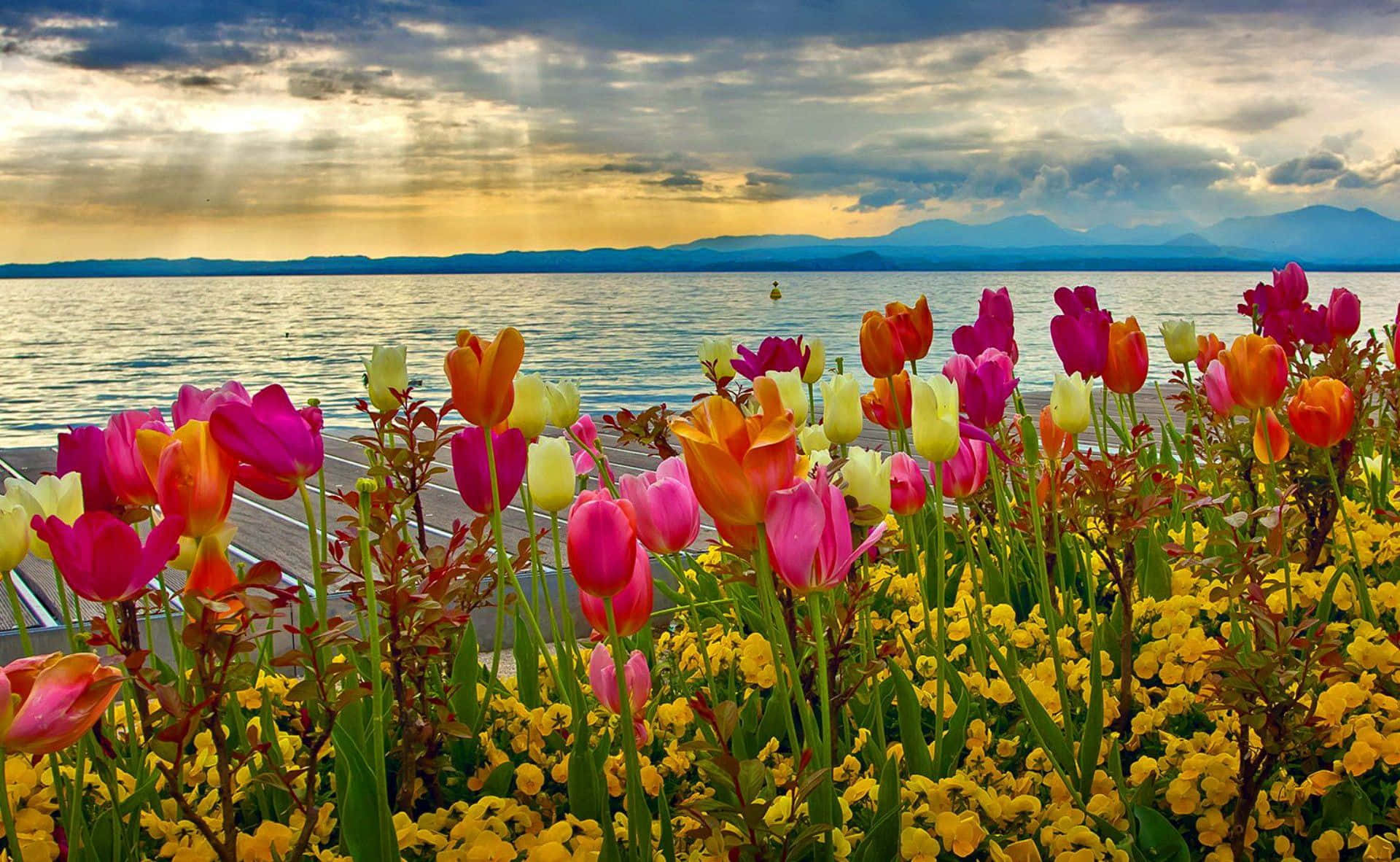 Enjoy The Beauty Of Spring With A Vibrant Display Of Colorful Flowers In Your Desktop Background