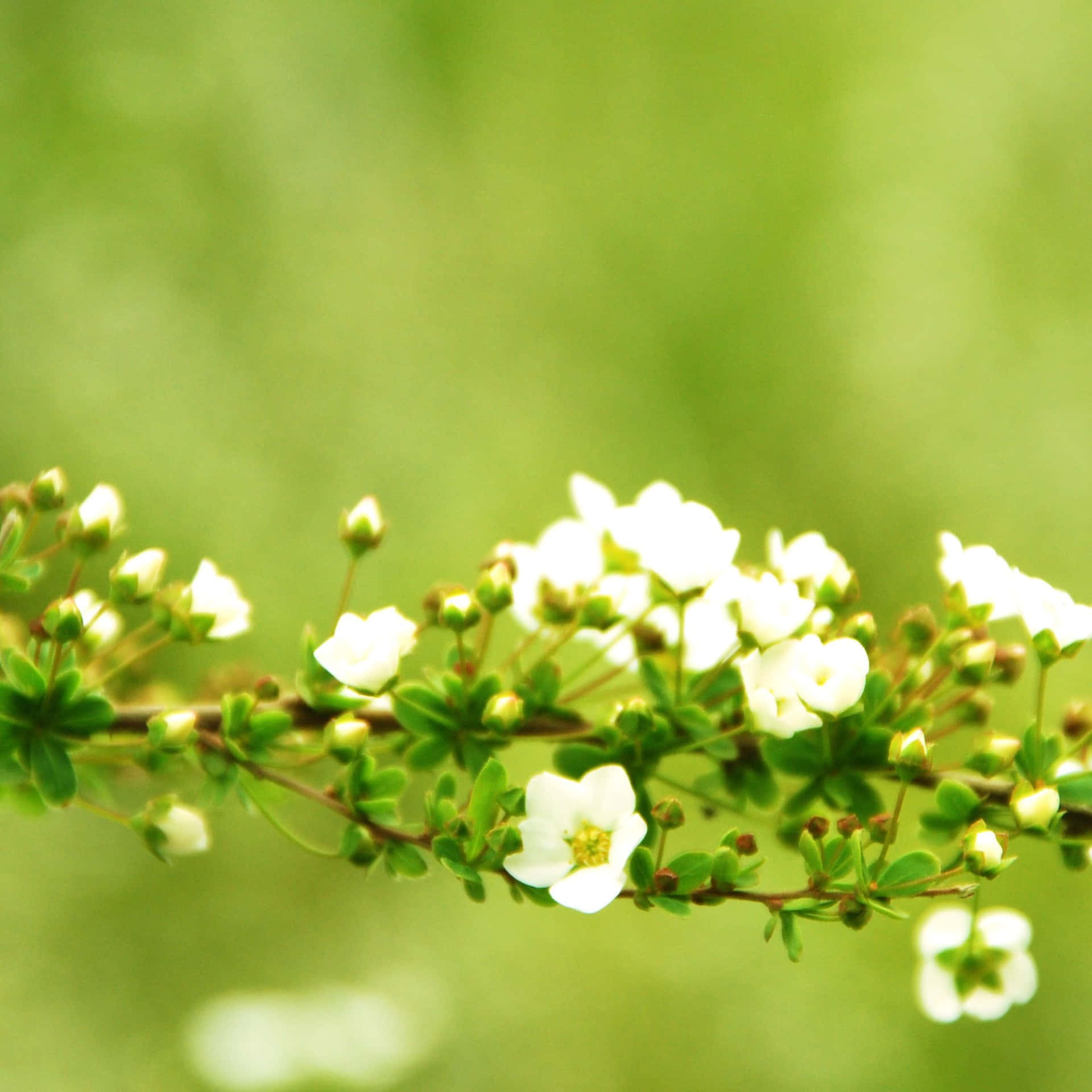 Enjoy The Beauty Of Spring With The Wide Display Of The Ipad Background