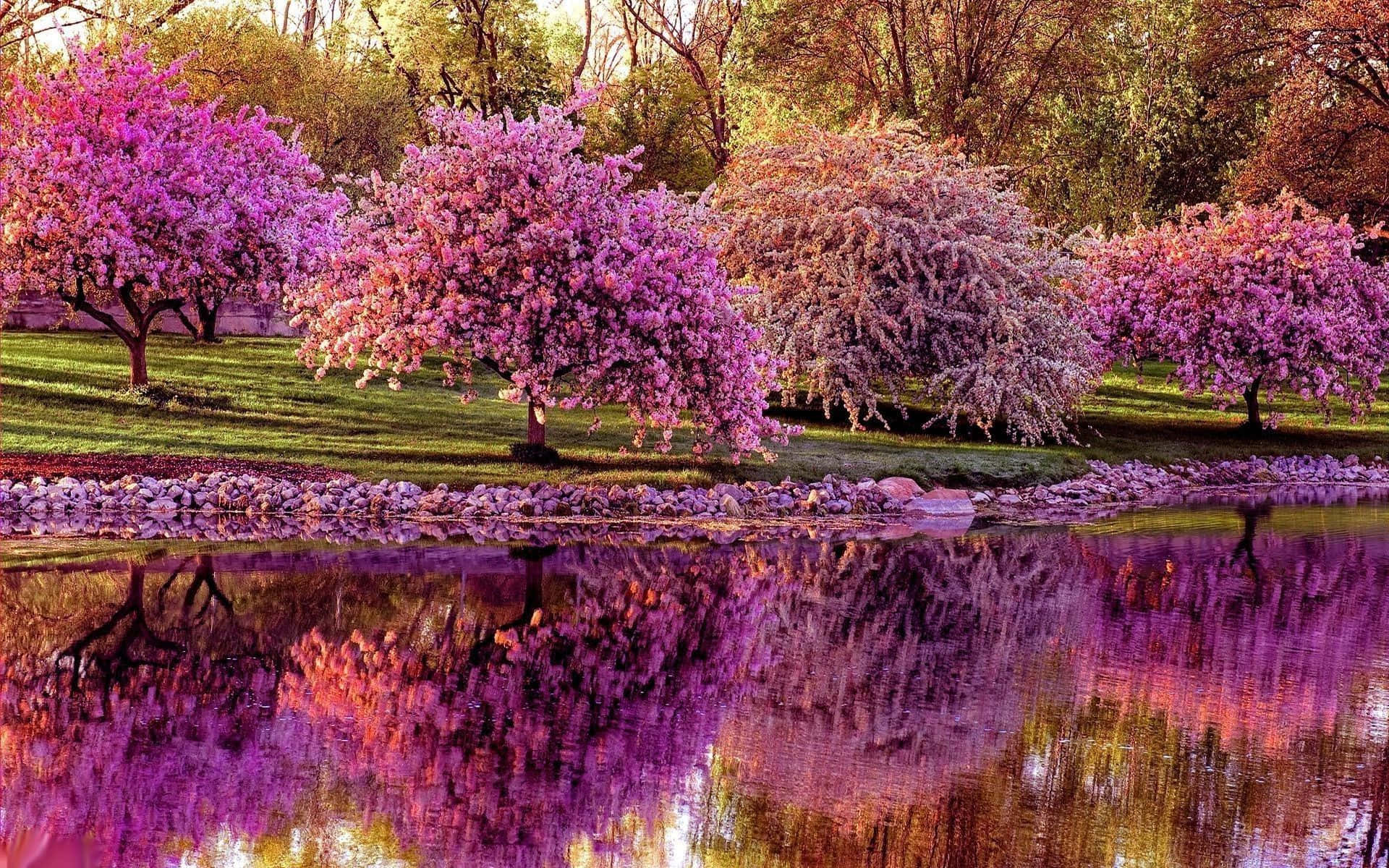 Enjoy The Beauty Of Spring With These Vibrant Flowers Background
