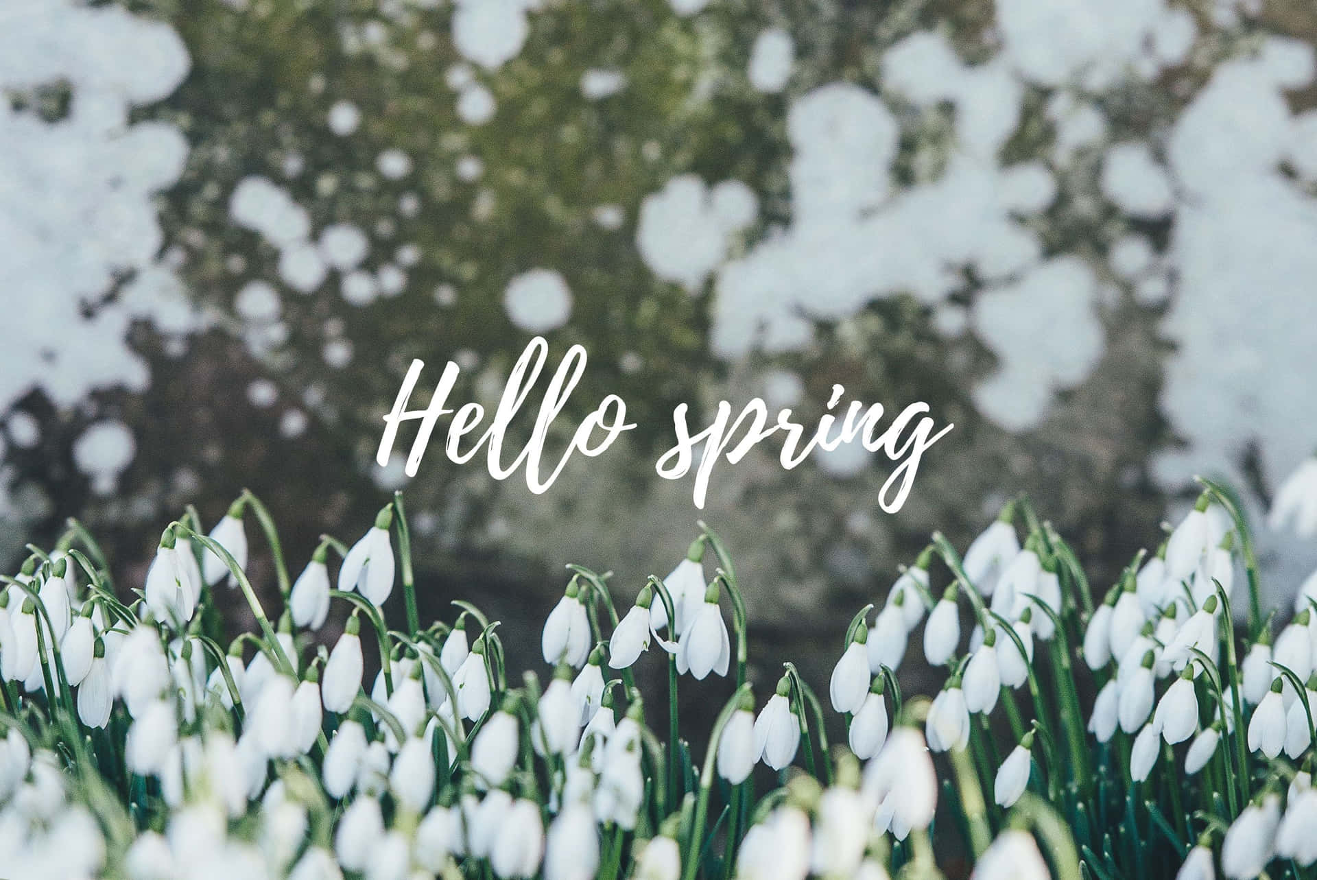 Enjoy The Beauty Of Spring With This Cheerful Desktop Wallpaper Background