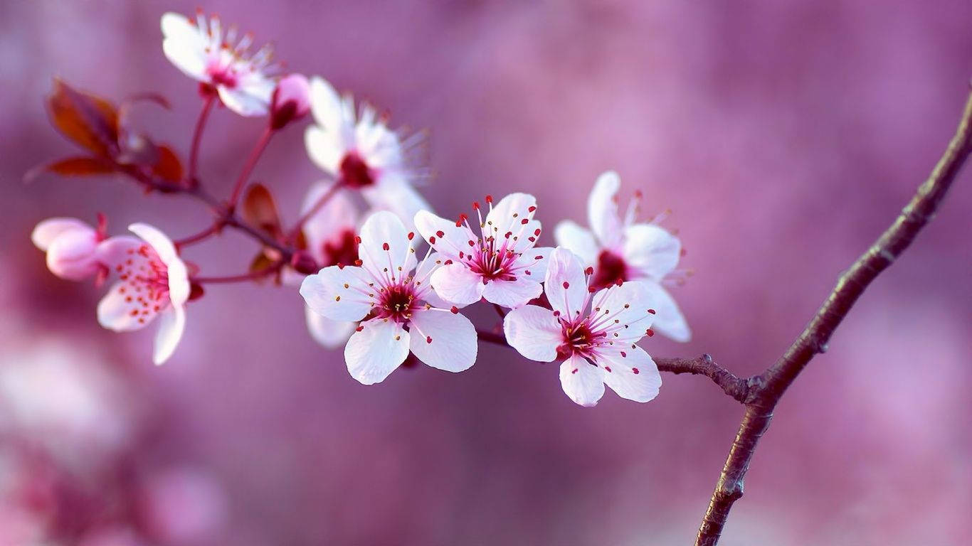 Enjoy The Beauty Of Spring Background