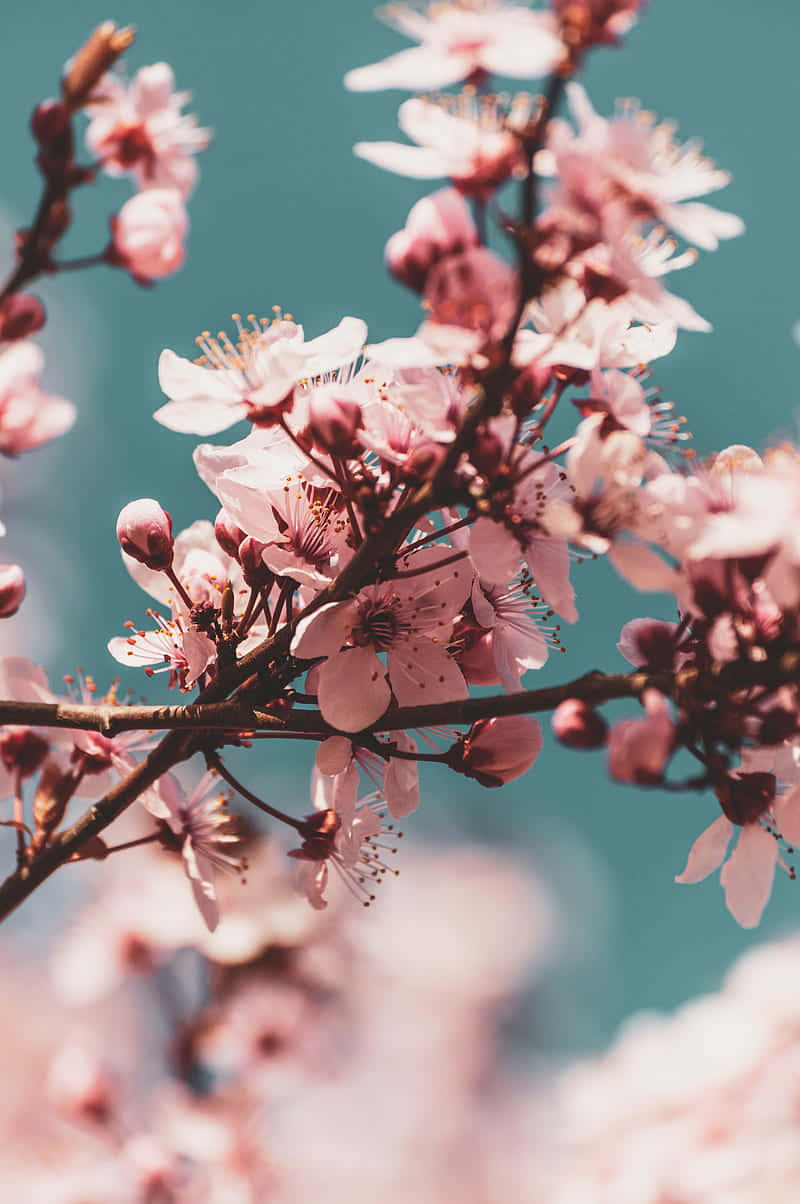 Enjoy The Beauty Of Springtime With Delicate Pink Cherry Blossoms. Background