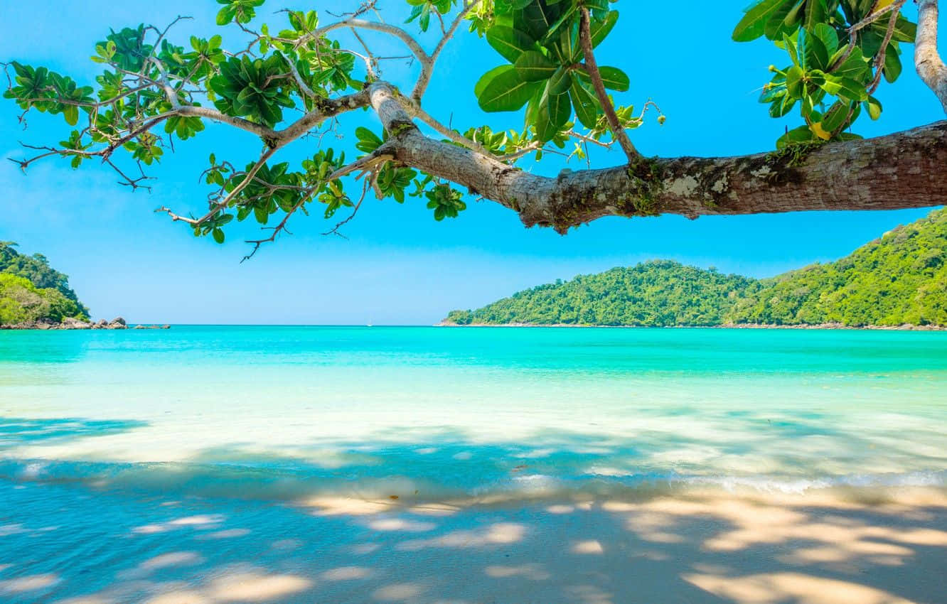 Enjoy The Beauty Of Summer. Background