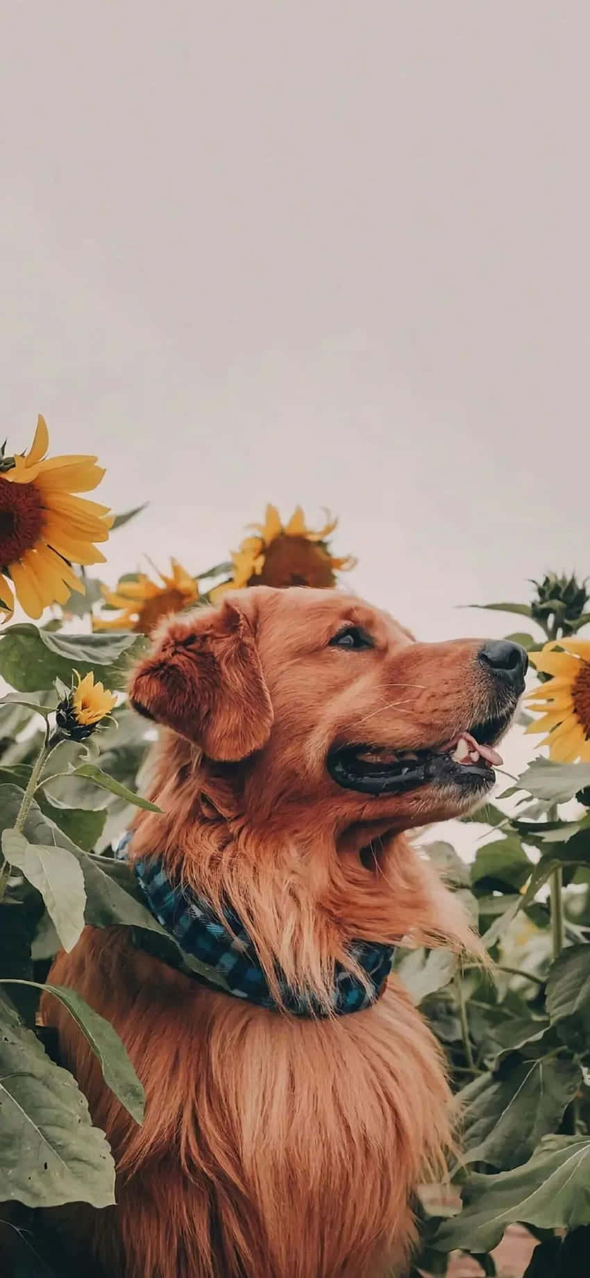 Enjoy The Beauty Of Summer With This Stunning Sunflower Aesthetic Iphone Wallpaper Background