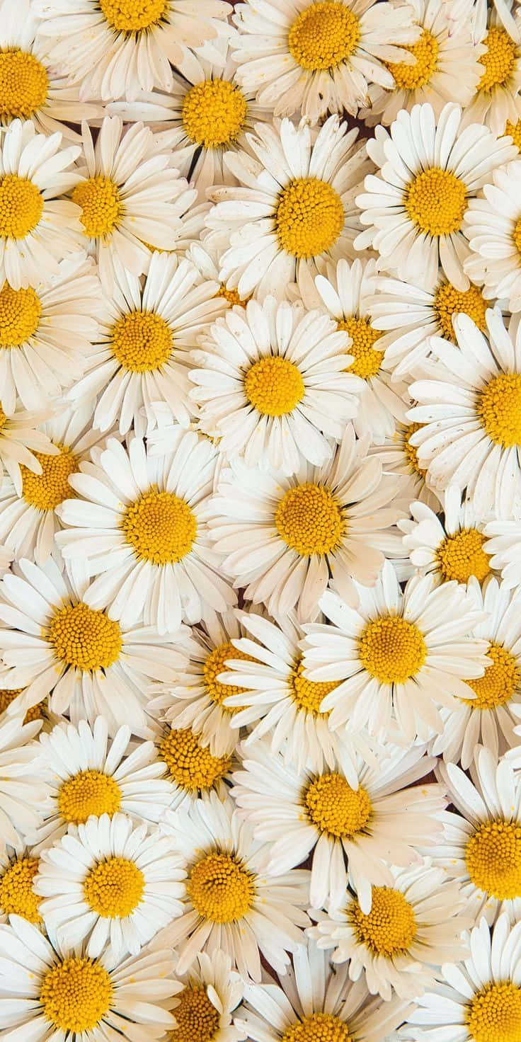 Enjoy The Beauty Of Sunflowers, Even On Your Iphone Background