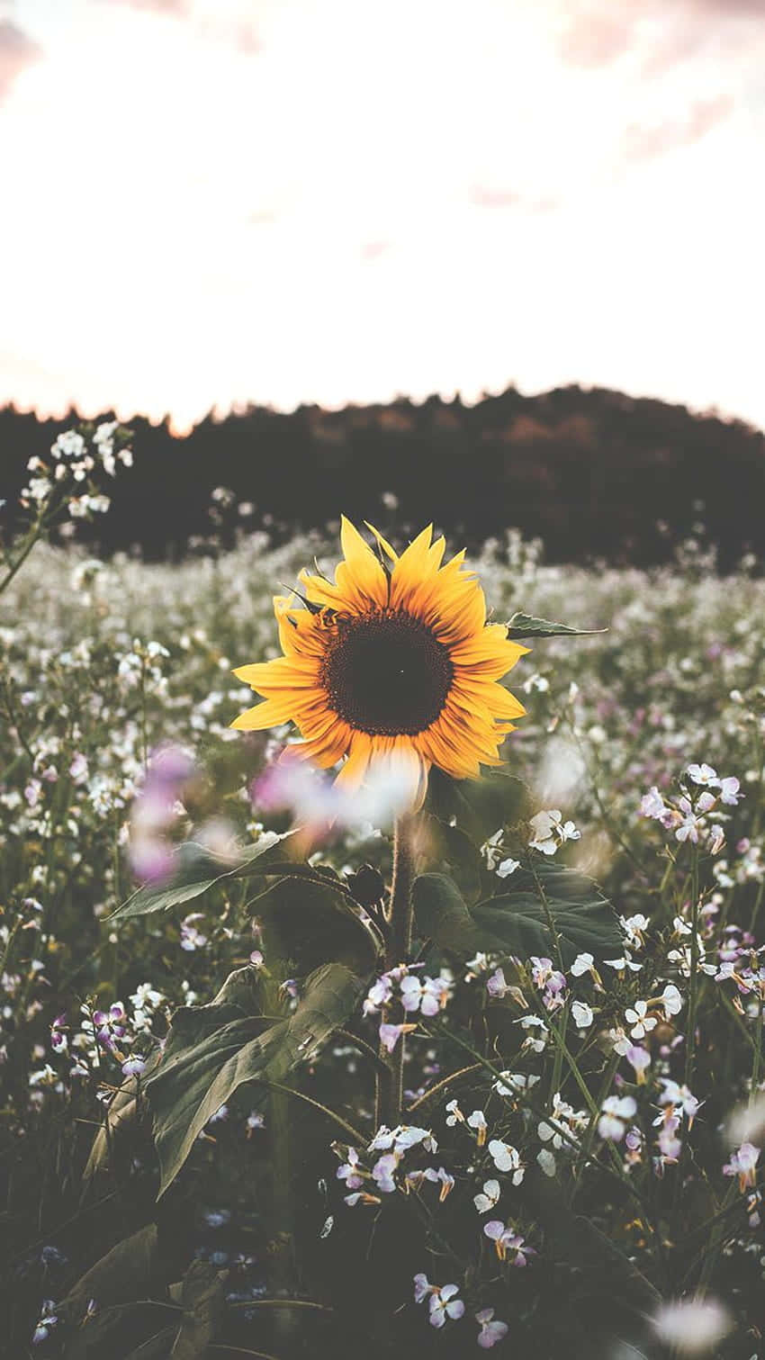 Enjoy The Beauty Of Sunflowers With This Sunflower Aesthetic Iphone Wallpaper! Background