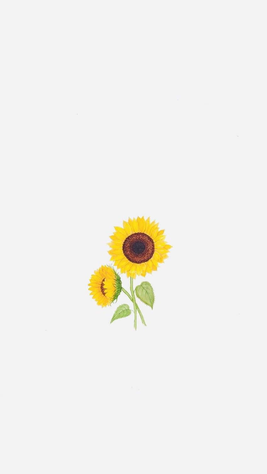 Enjoy The Beauty Of Sunflowers With Your Iphone Background