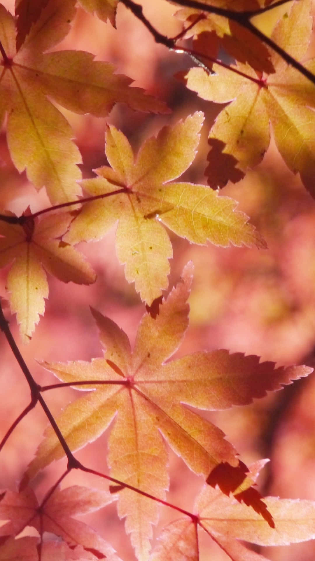 Enjoy The Beauty Of The Autumn Leaf Background