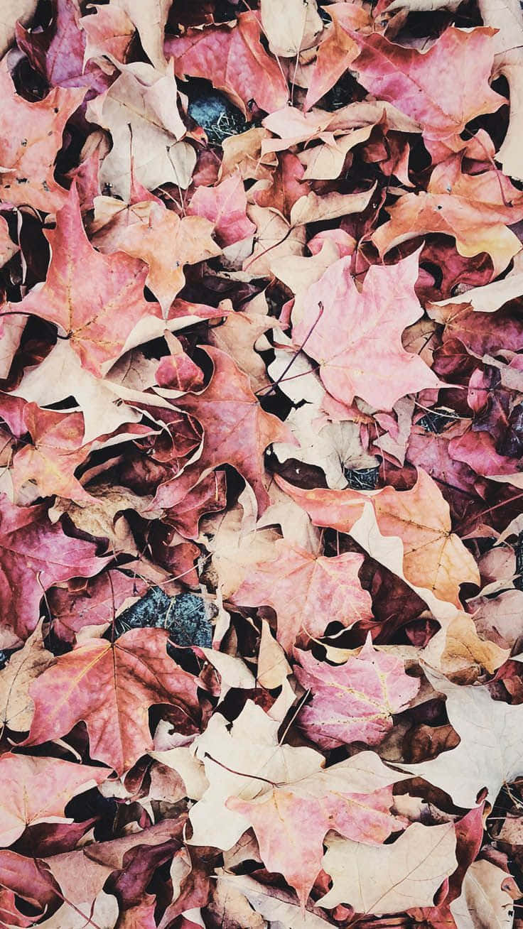 Enjoy The Beauty Of The Changing Season With A Picturesque Pink Fall. Background