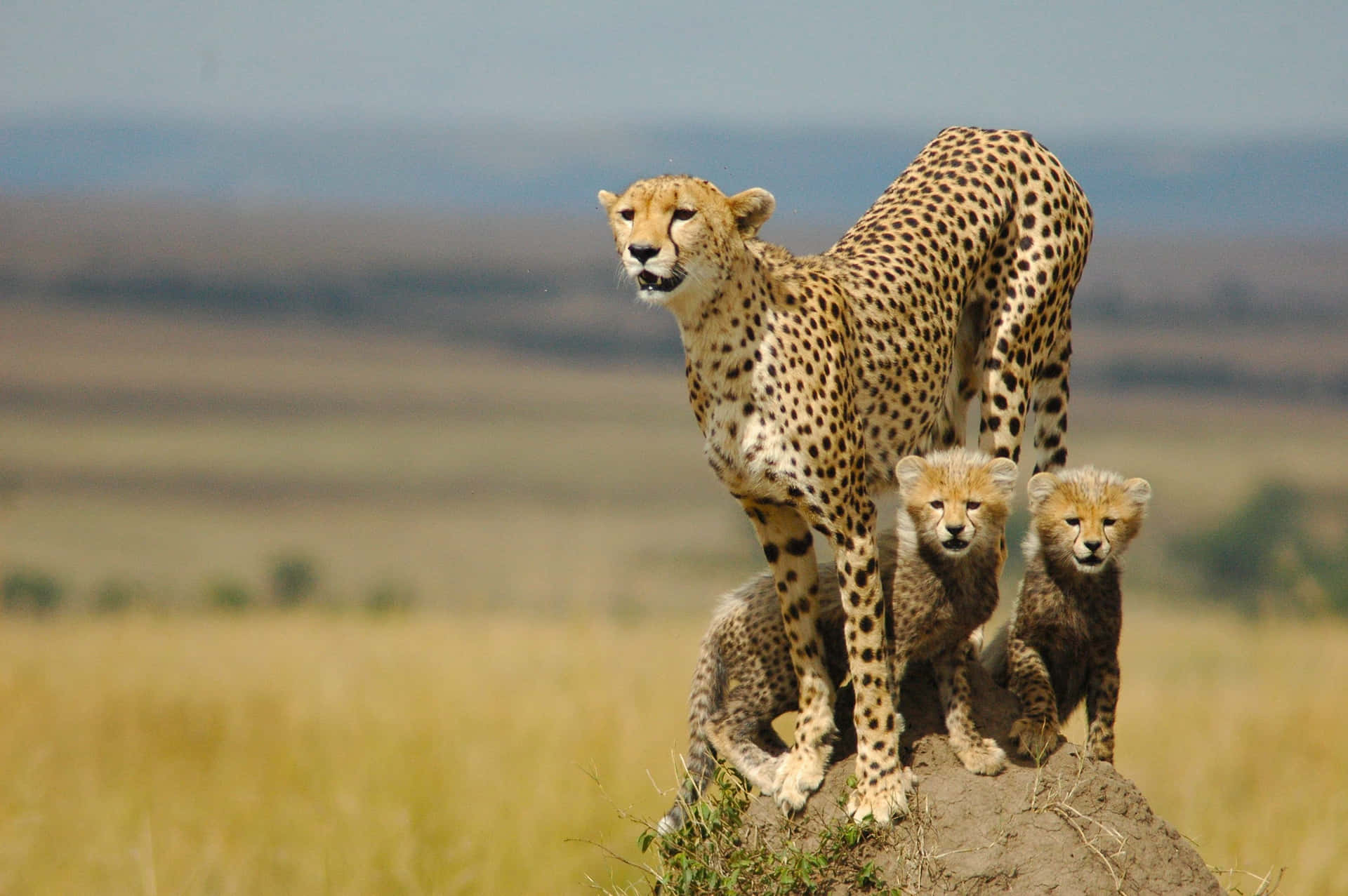 Enjoy The Beauty Of The Cheetah In Vivid, High-resolution Detail