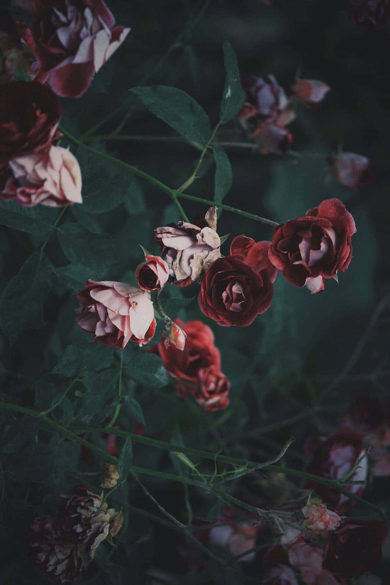 Enjoy The Beauty Of The Dark Flower Aesthetic Background