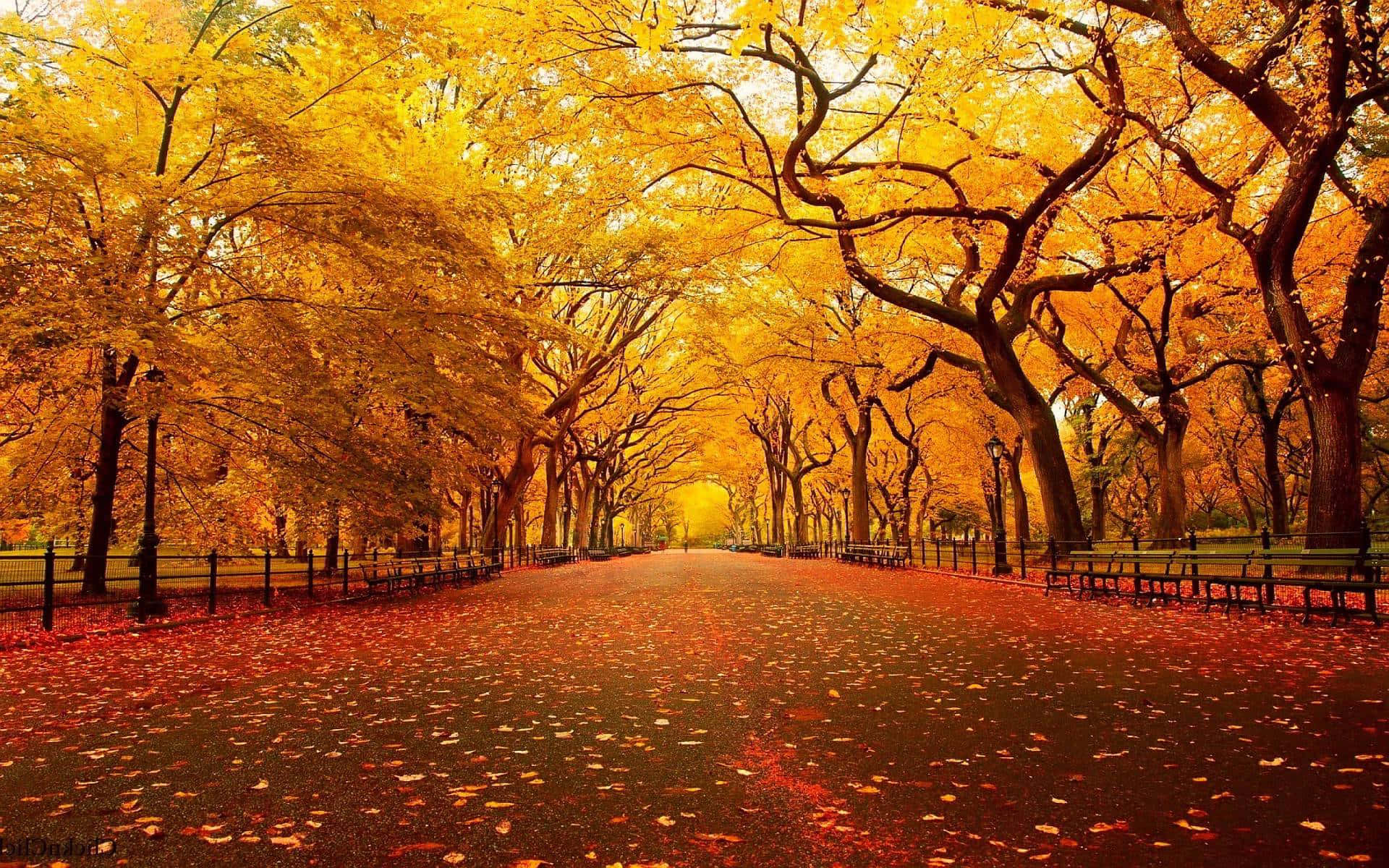 Enjoy The Beauty Of The Season With A Cool Fall Walk. Background