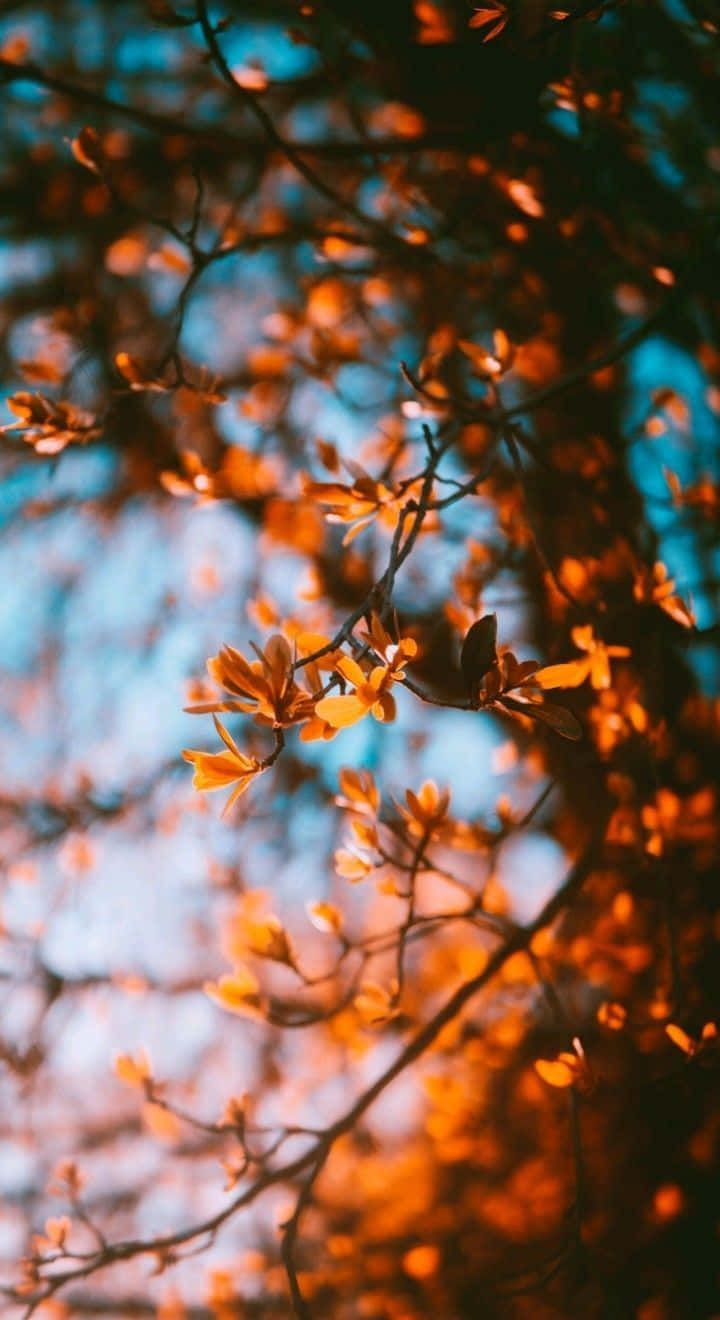 Enjoy The Beauty Of The Season With Perfect Fall Background