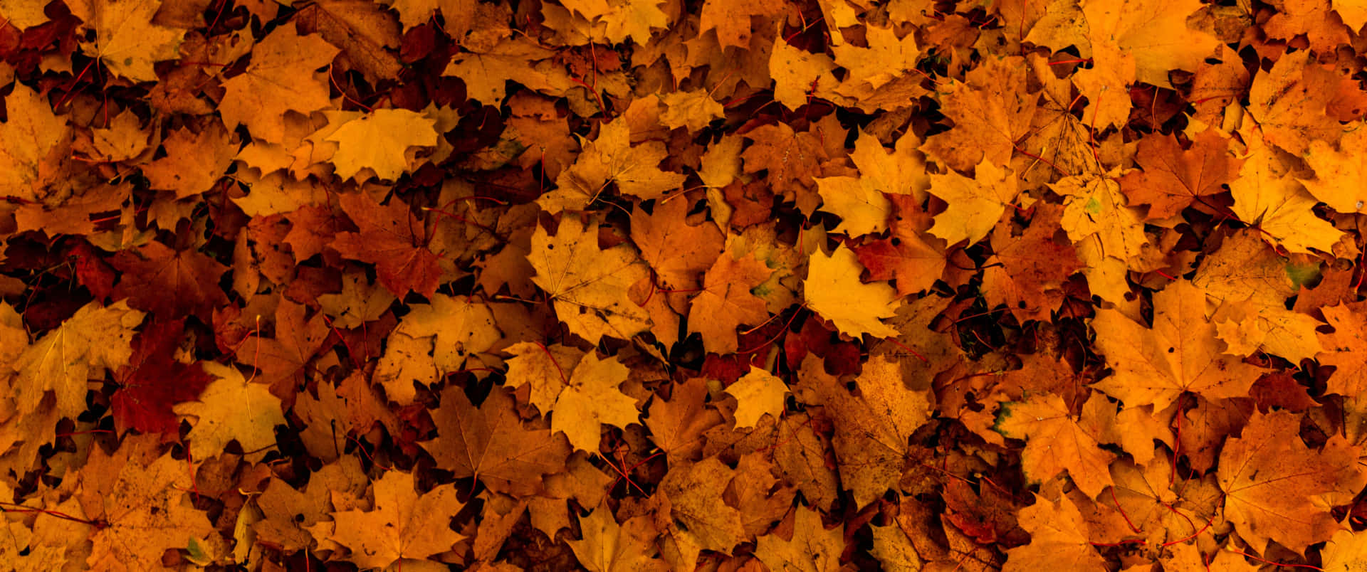 Enjoy The Beauty Of The Season With The Sun Setting Over The Golden-brown Leaves Of Fall. Background