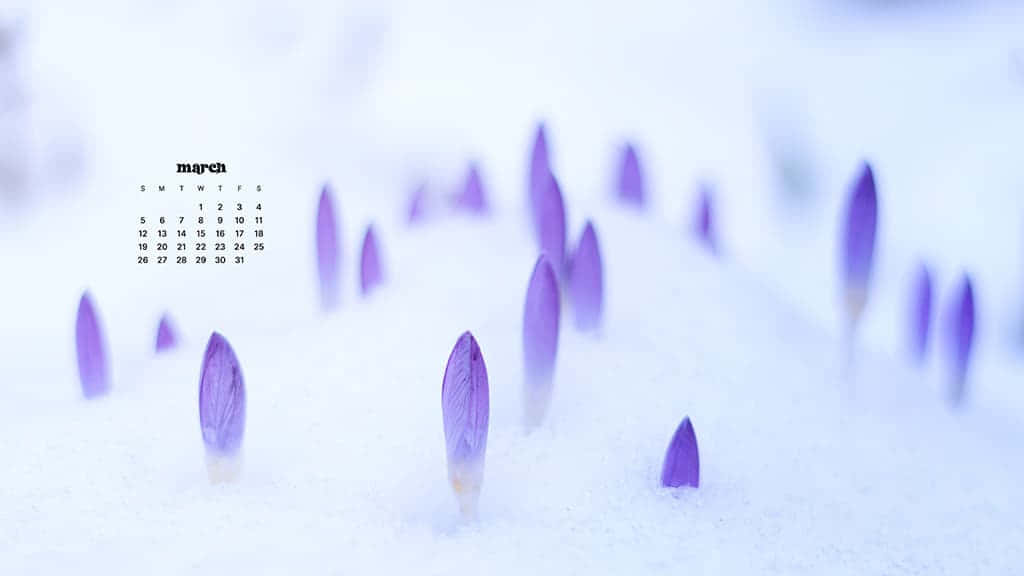 Enjoy The Beauty Of The Spring Season With This March Desktop Wallpaper. Background