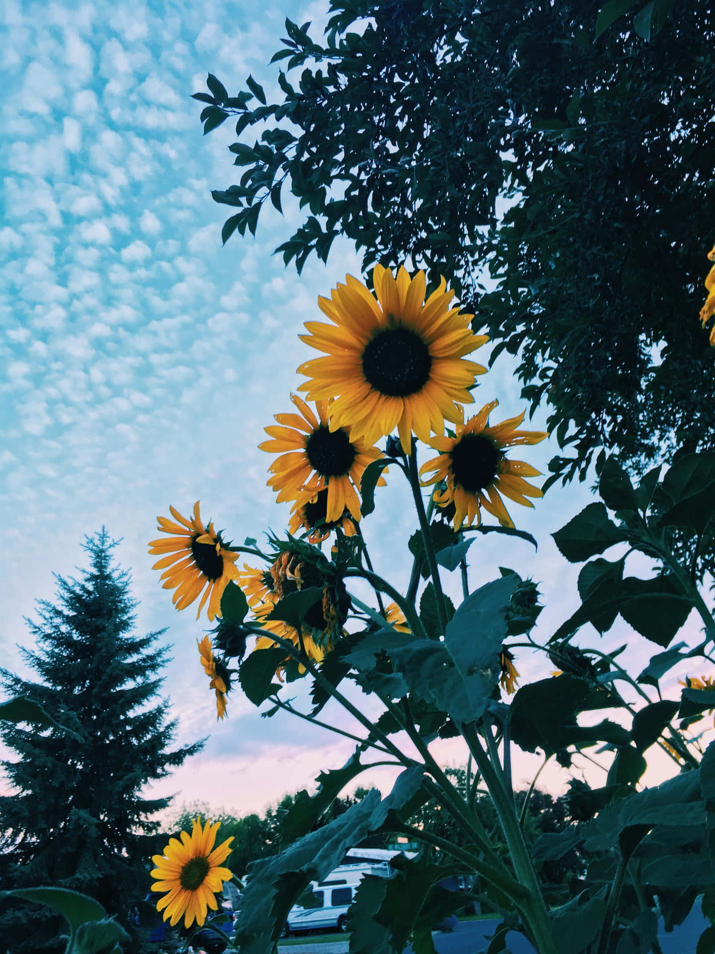 Enjoy The Beauty Of The Sunflower With This Aesthetic Iphone Wallpaper.