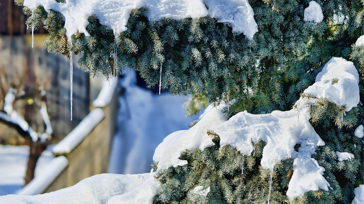 Enjoy The Beauty Of The Wintry Season With Snow Desktop Background