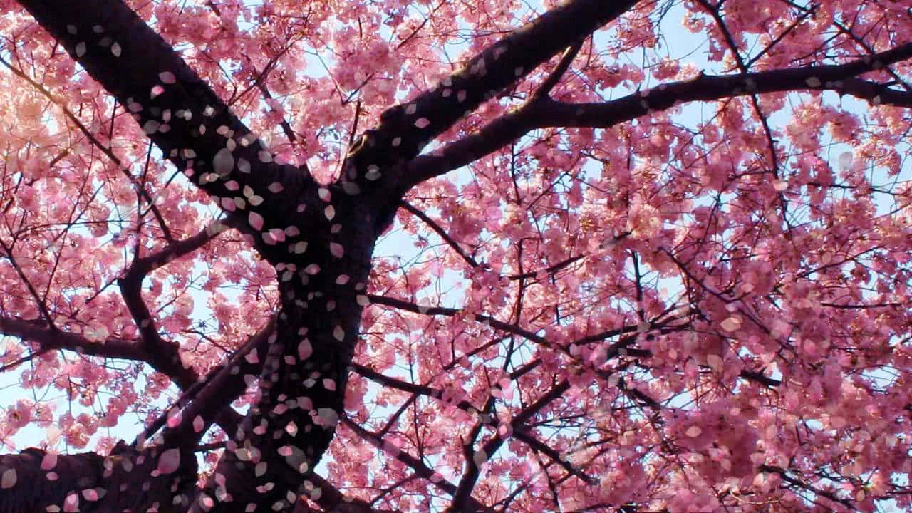 Enjoy The Beauty Of These Delicate Sakura Blooms. Background