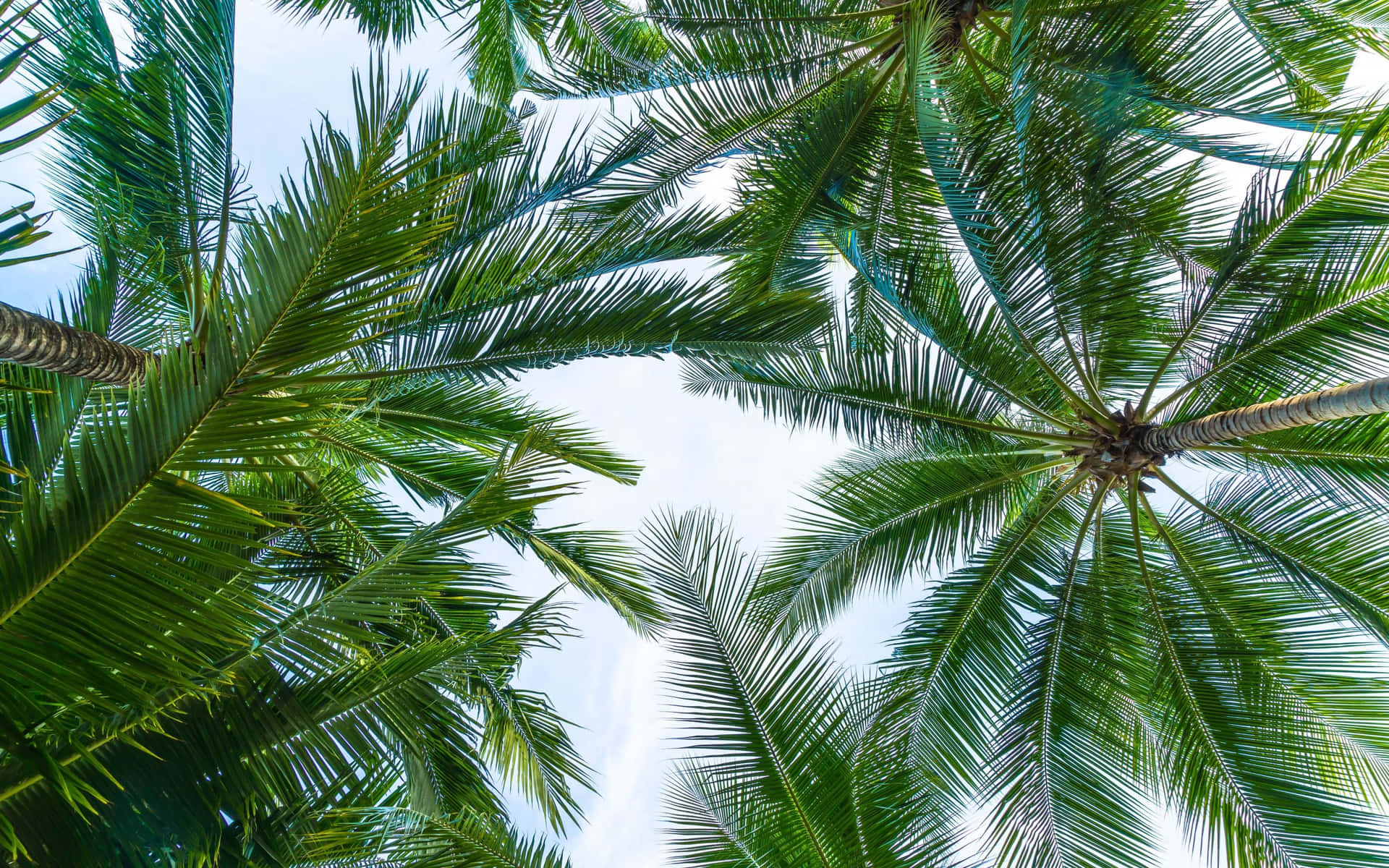 Enjoy The Beauty Of Tropical Leaves From Your Desktop Background