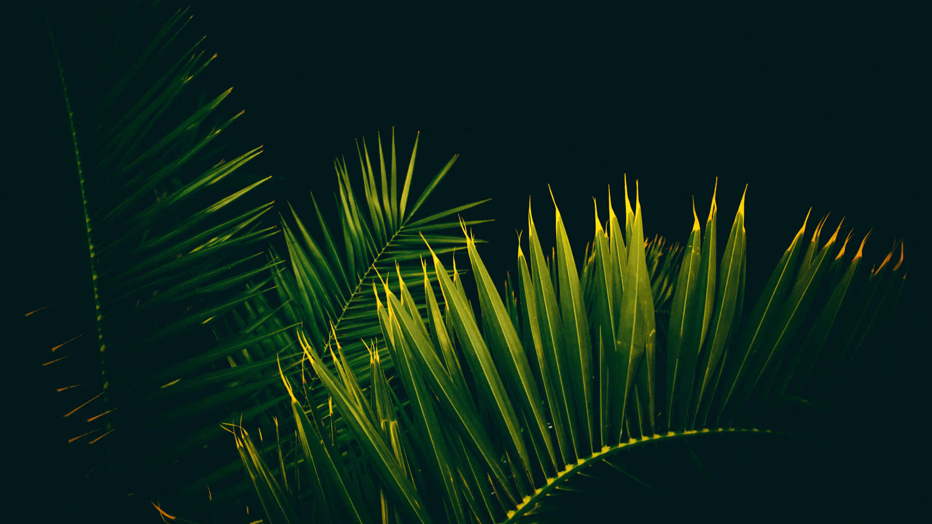 Enjoy The Beauty Of Tropical Leaves On Your Desktop Screen Background