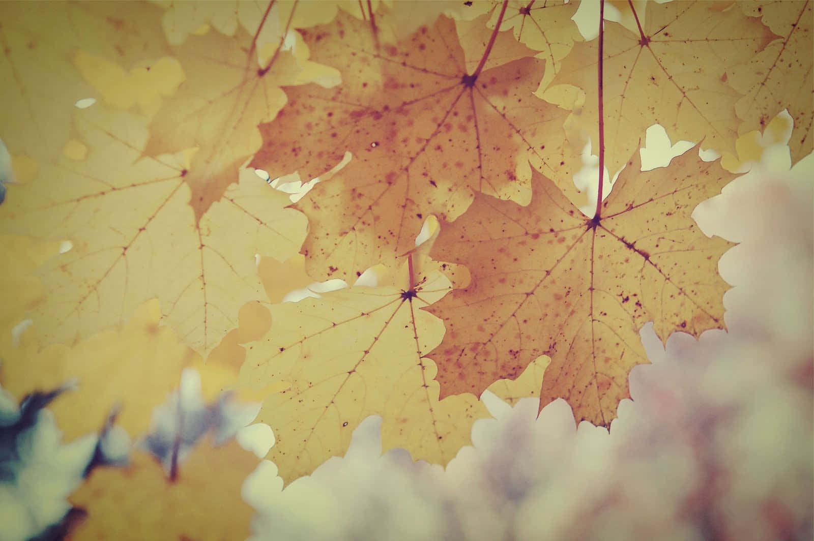 Enjoy The Beauty Of Vintage Fall Background
