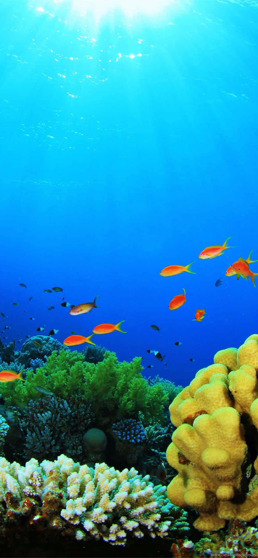 Enjoy The Blissful Beauty Of The Underwater World On An Iphone Background