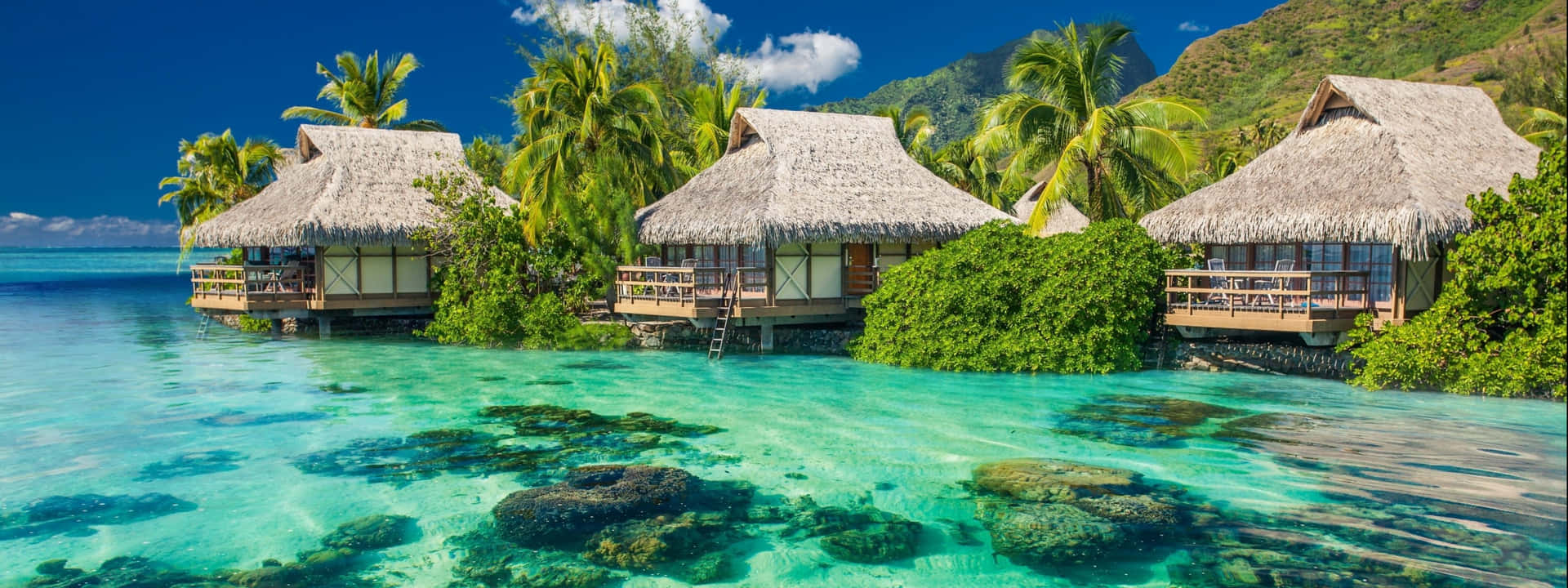 Enjoy The Blooming Flowers Of Spring On Your Dual Monitor Setup. Background