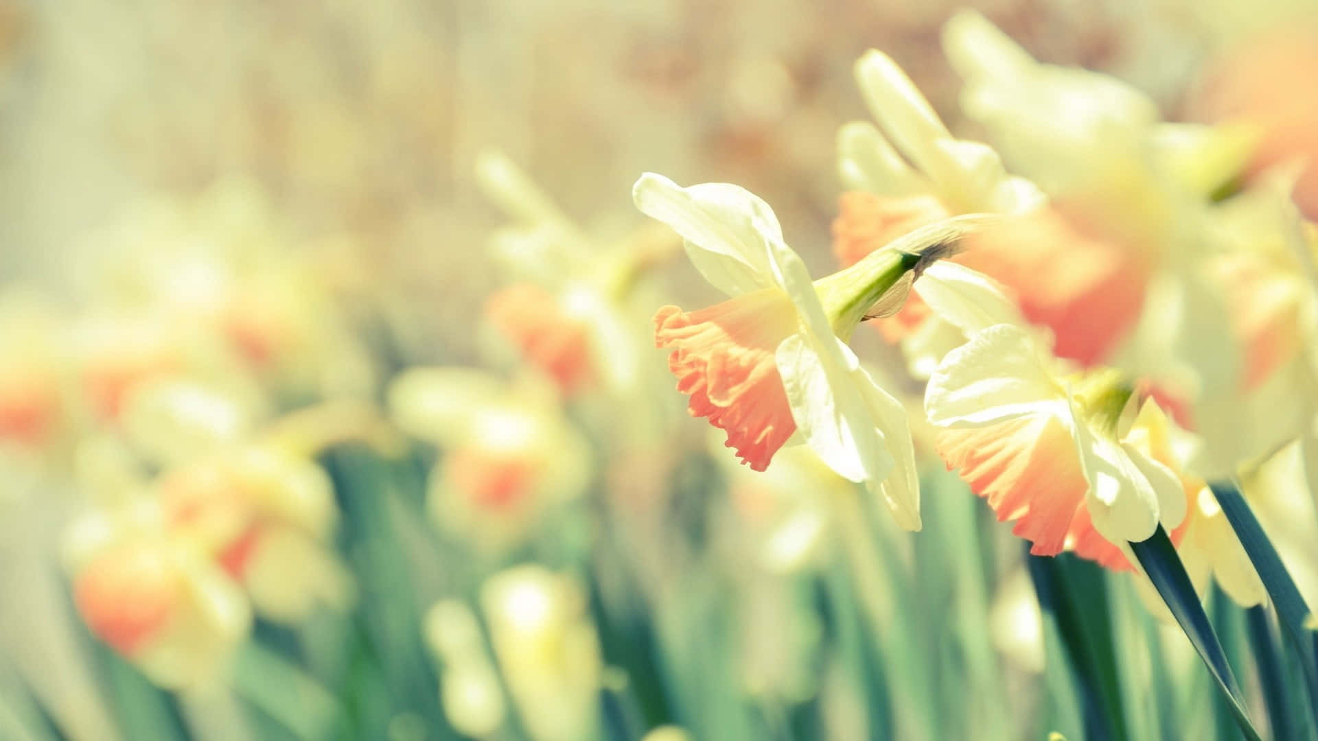 Enjoy The Blossoms This Spring With This Cheerful Pink-hued Desktop Background! Background