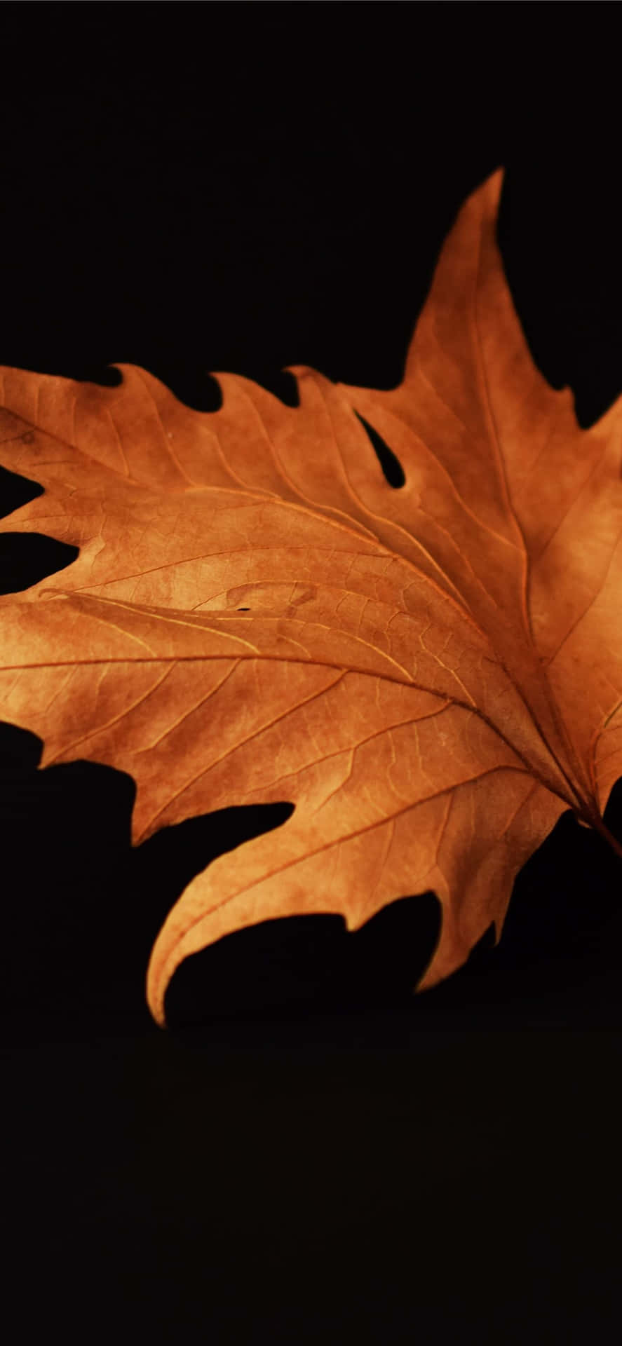 Enjoy The Breath Taking View Of Fall Leaves And The Perfect Lighting In This Wallpaper.