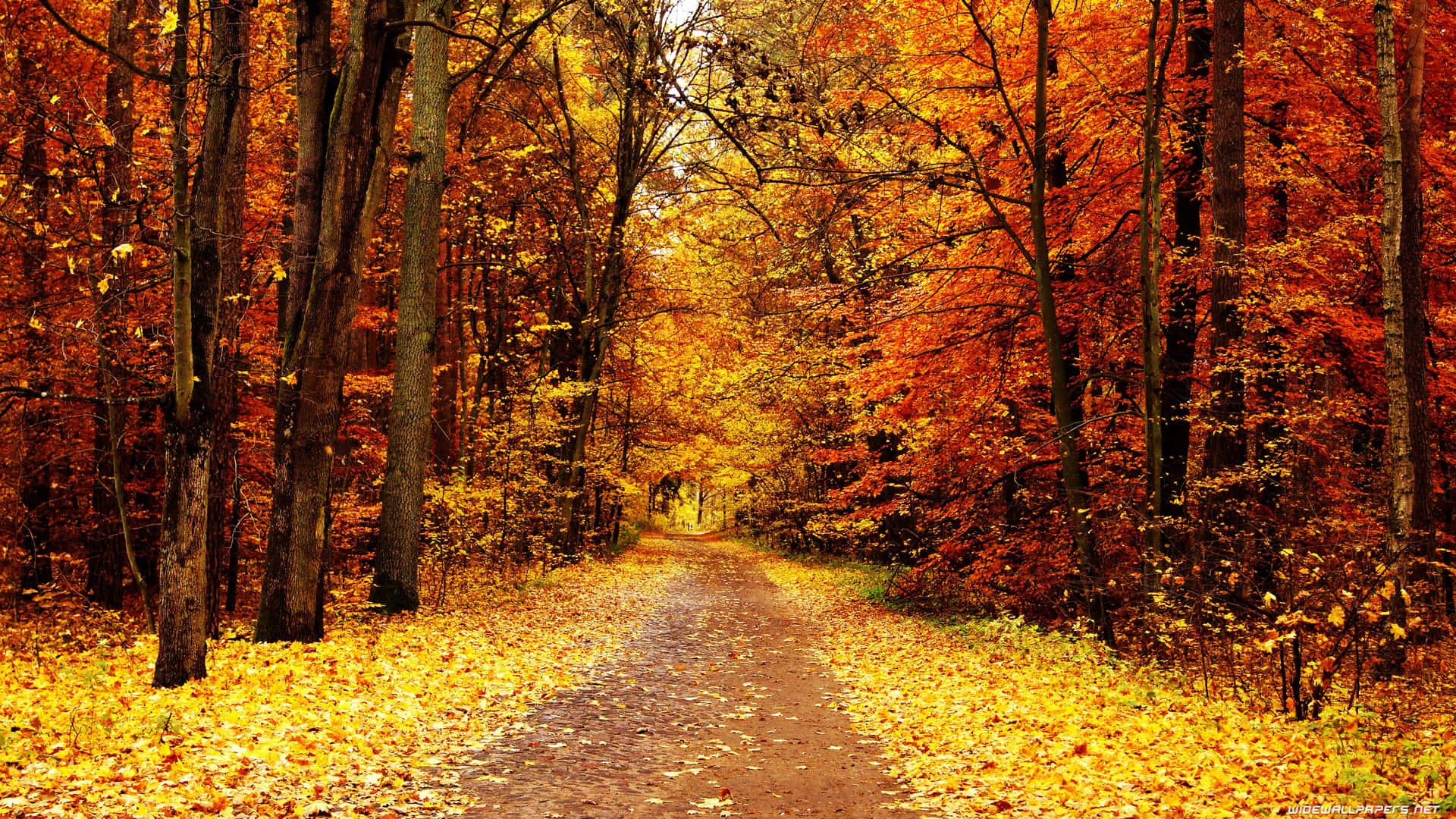Enjoy The Breathtaking Beauty Of Autumn's Vibrant Colors Spread Out Before You. Background