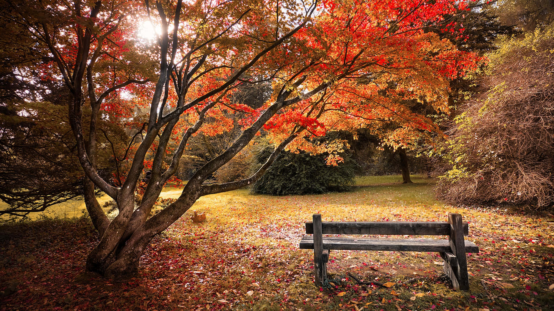 Enjoy The Breeze Of Fall Background