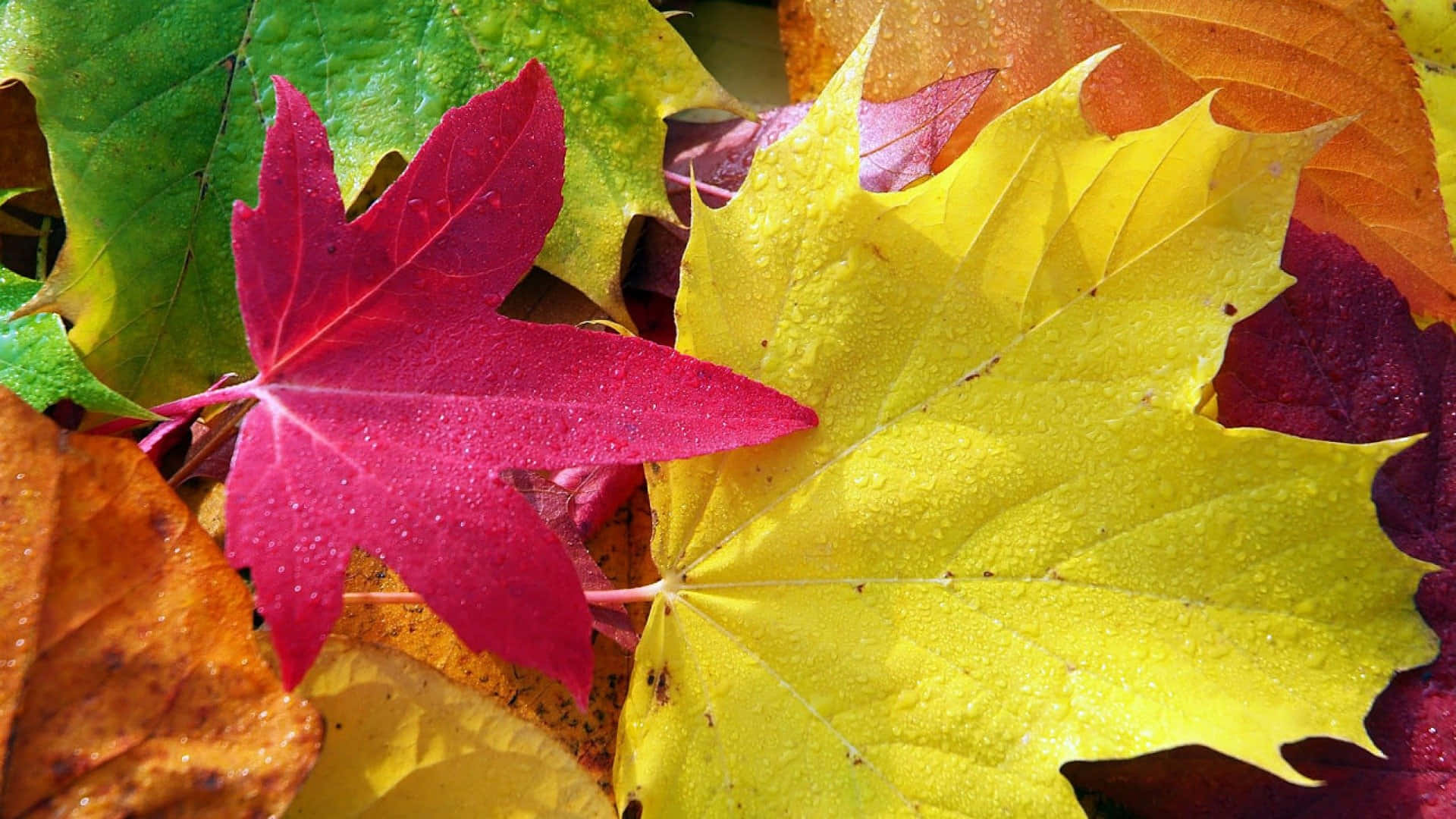 Enjoy The Bright Autumn Foliage And Natural Beauty This Season Background