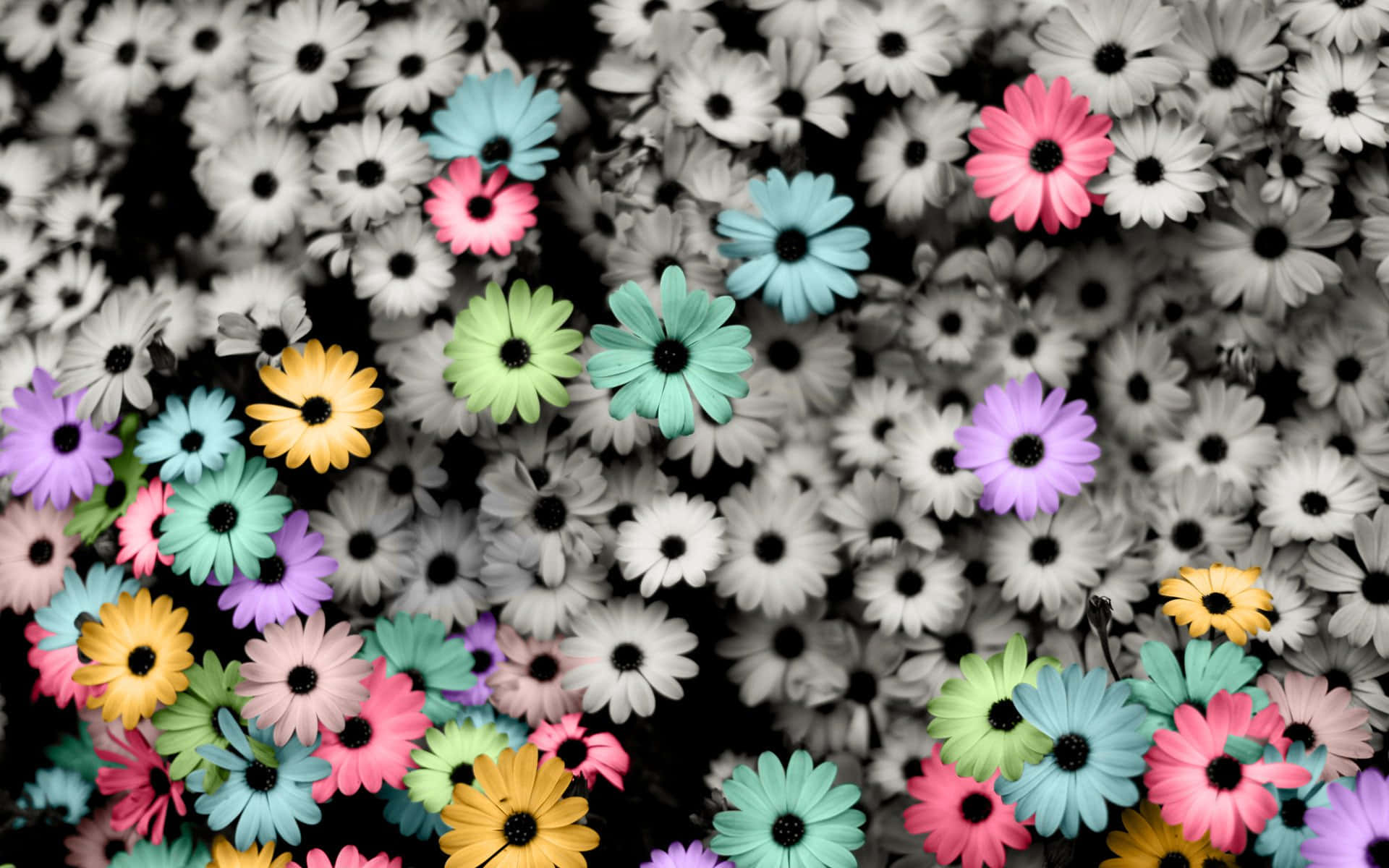 Enjoy The Bright Beauty Of Colorful Daisies On A Summer Day Background