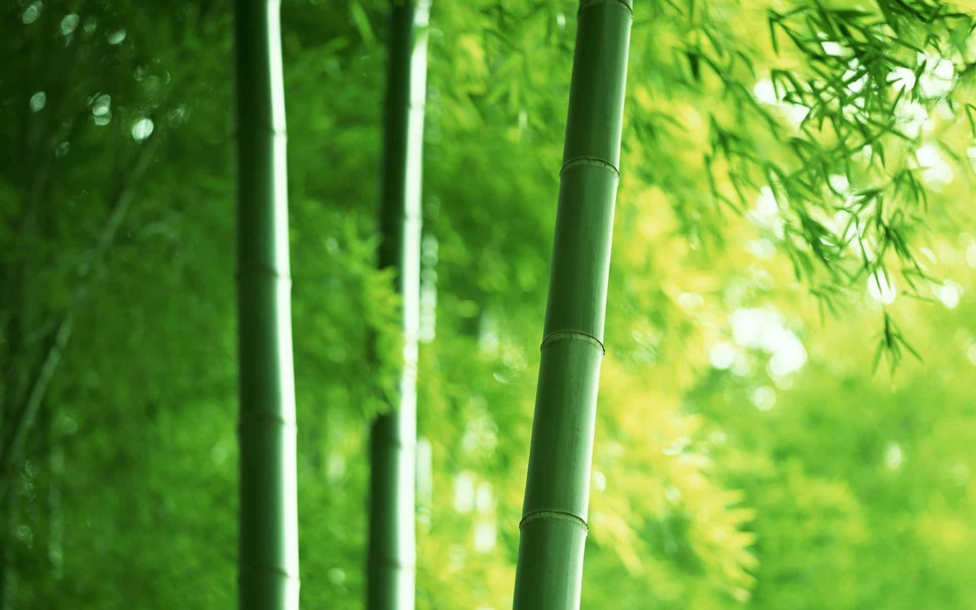 Enjoy The Calming Effect Of A Stunning Bamboo Desktop Background