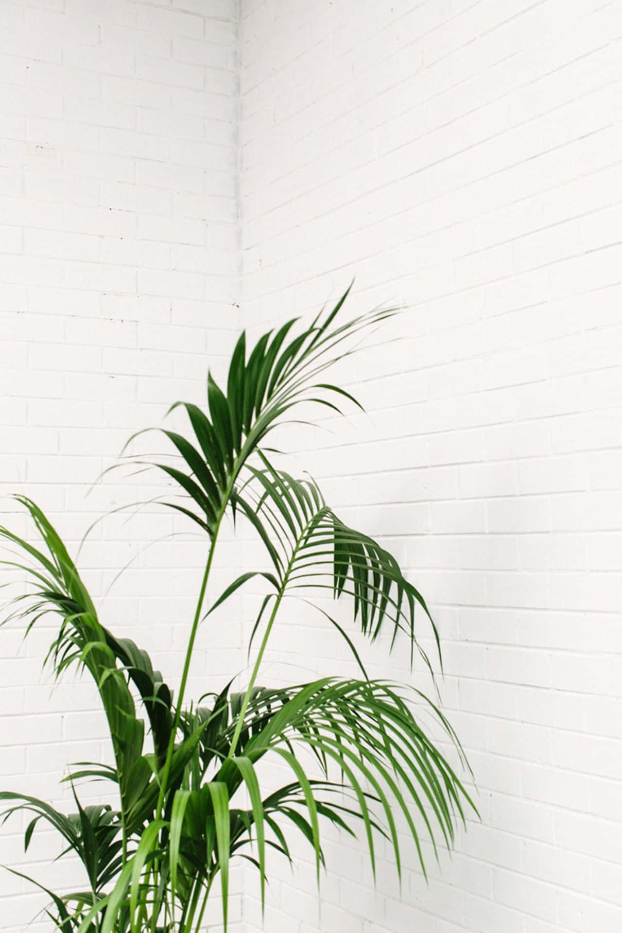 Enjoy The Calming Vibes Of Nature With Plant Aesthetic Phone Background