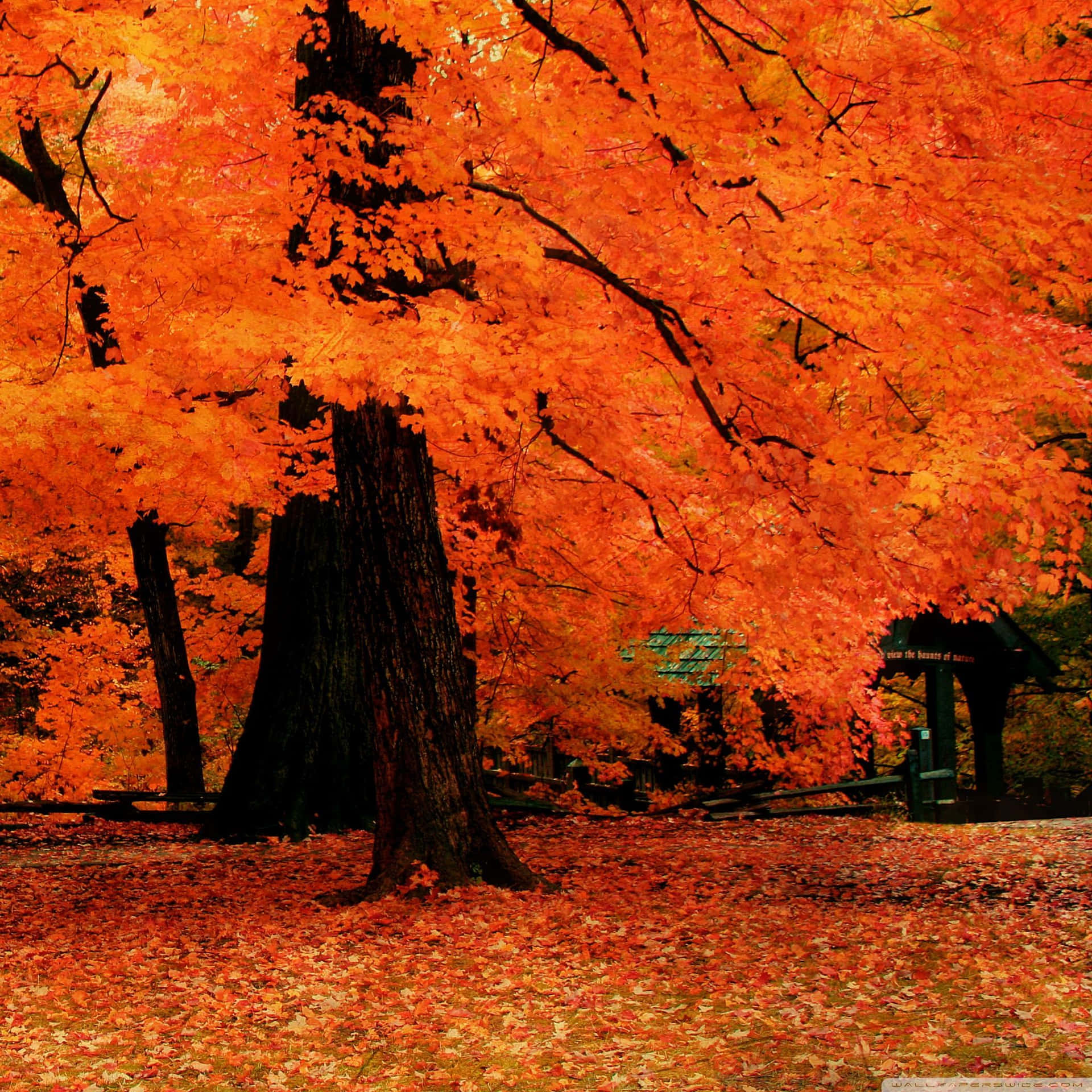 Enjoy The Changing Autumn Leaves On Your Ipad! Background