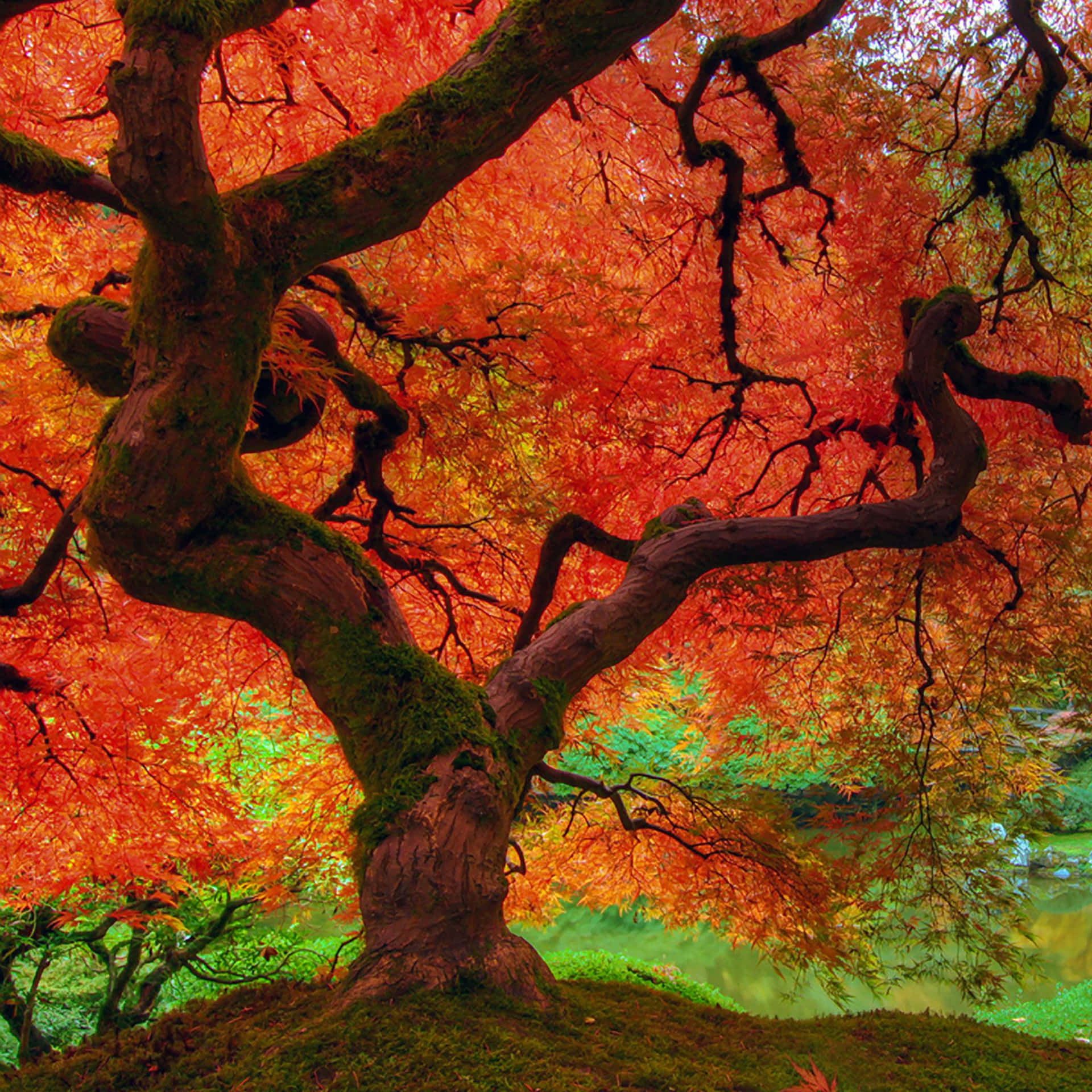 Enjoy The Changing Colors Of Fall With The Ipad Background