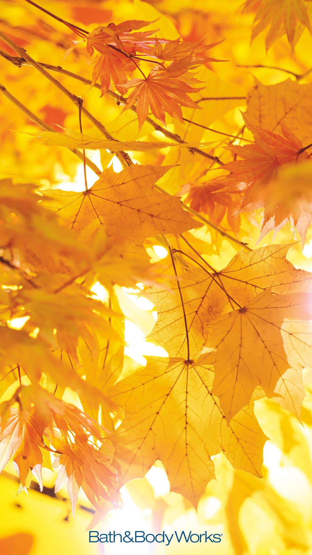 Enjoy The Changing Of The Seasons With This Vibrant Autumn Leaves Phone Wallpaper.