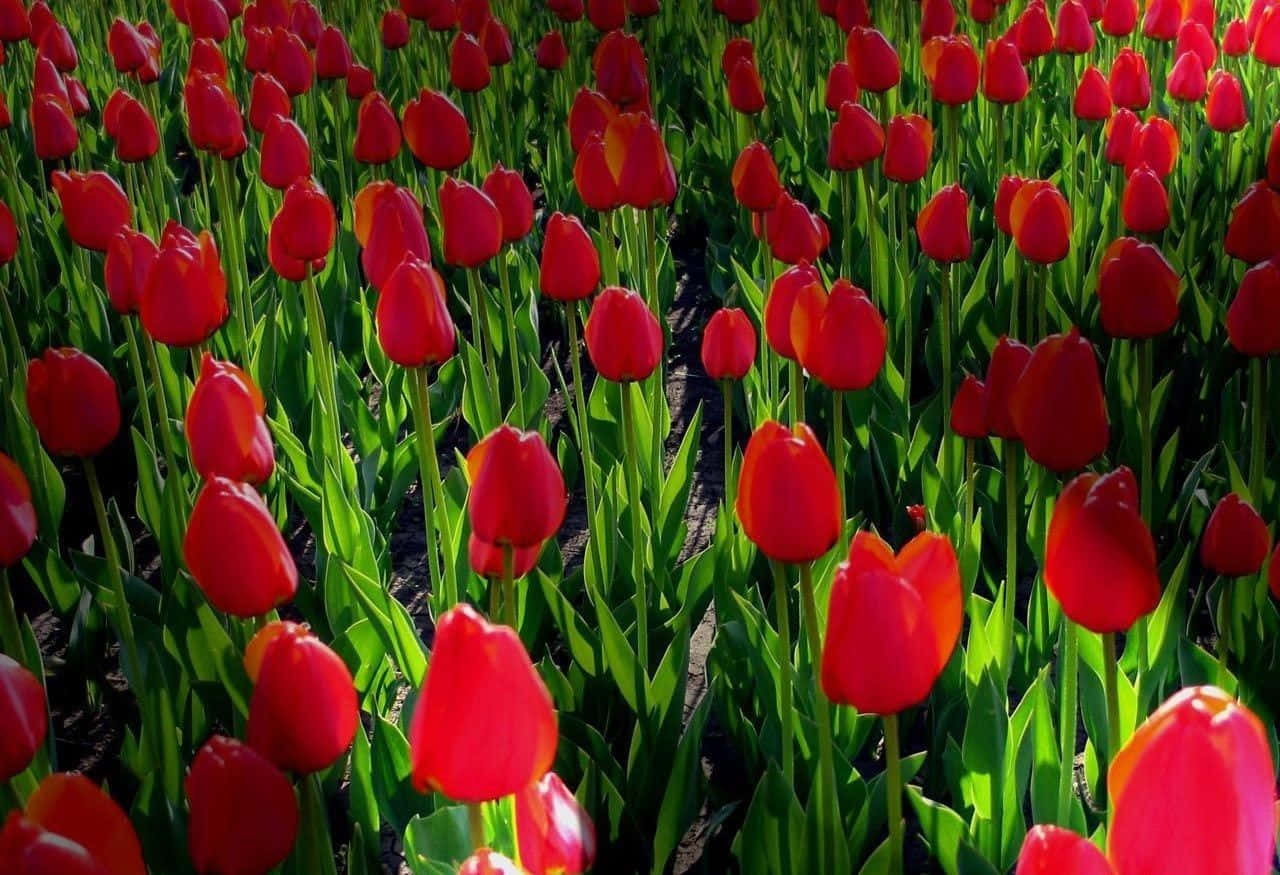 Enjoy The Colorful Beauty Of A Spring Flower Garden Background