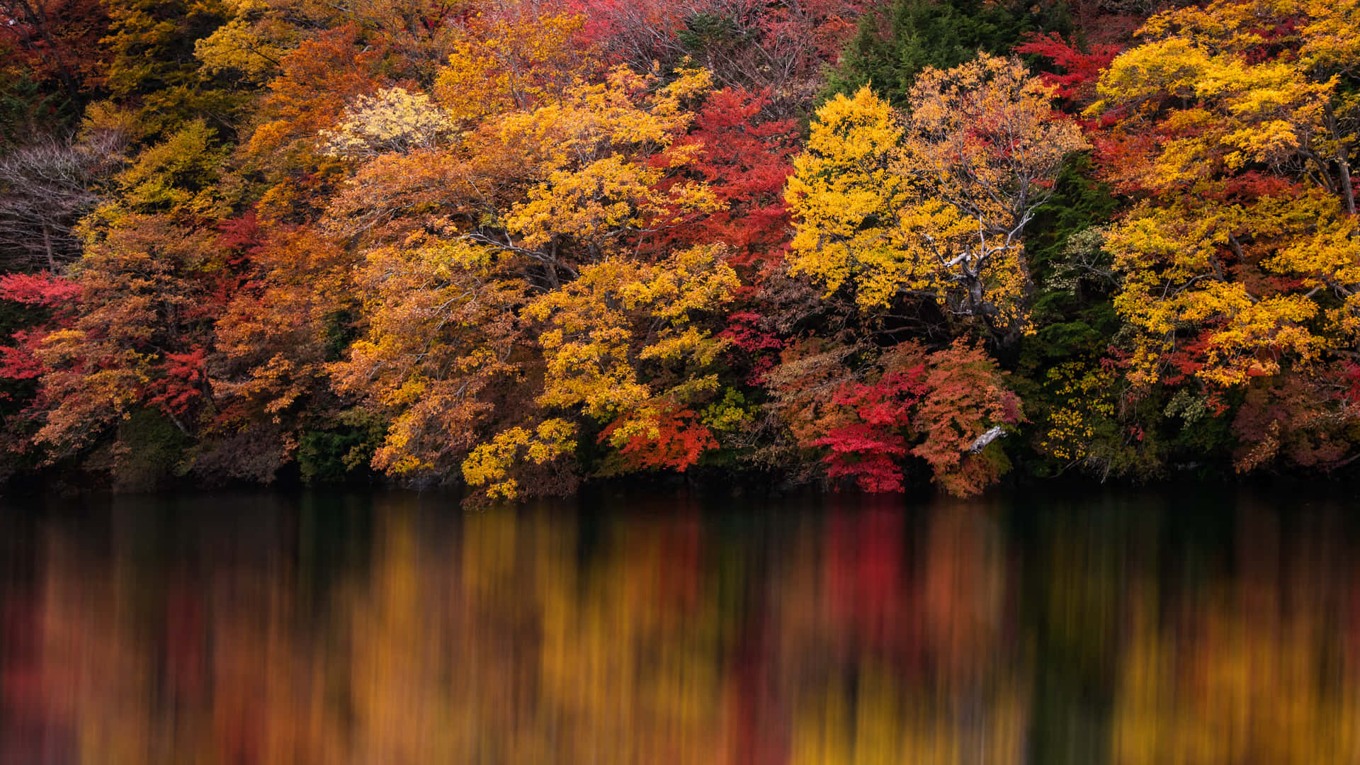 Enjoy The Colorful Changing Of The Seasons With A 4k Fall Background