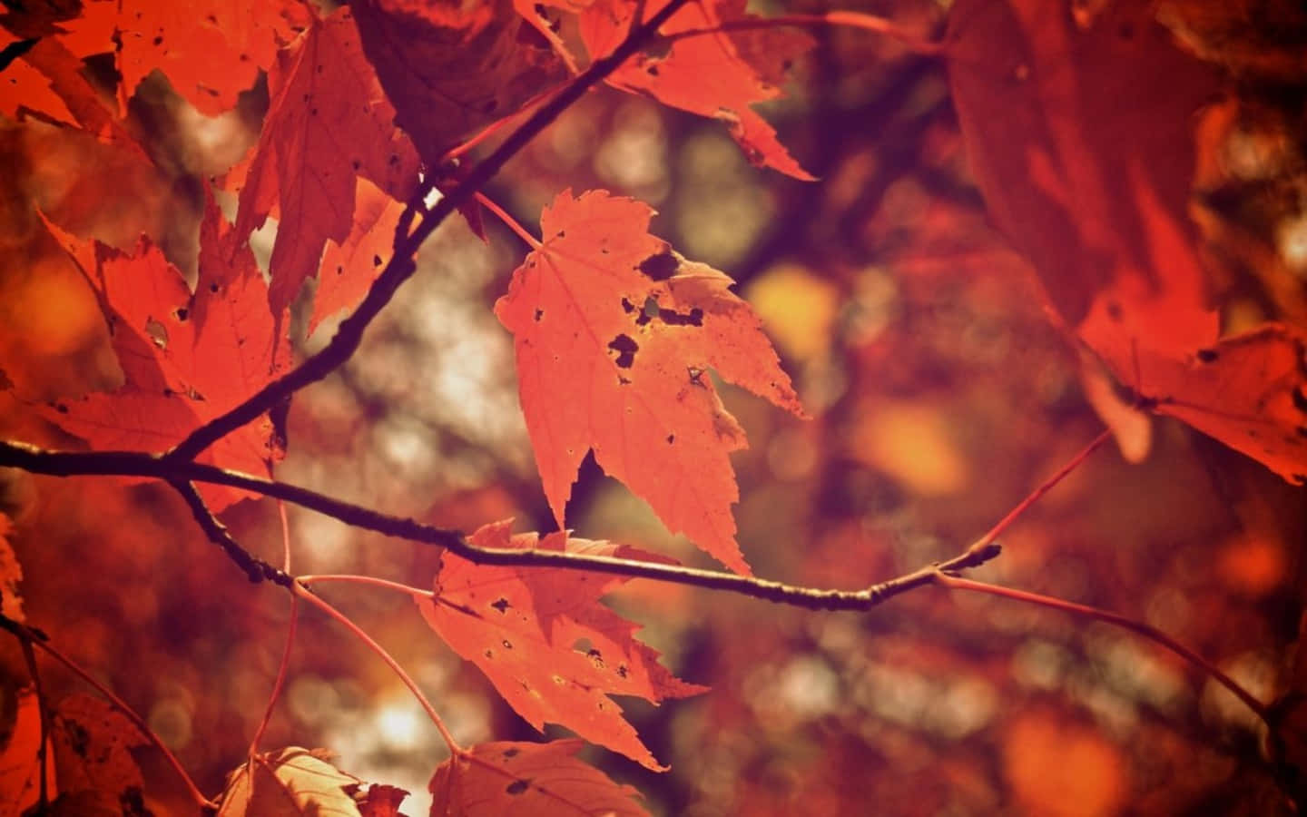 Enjoy The Colors Of Autumn From The Comfort Of Your Desktop!