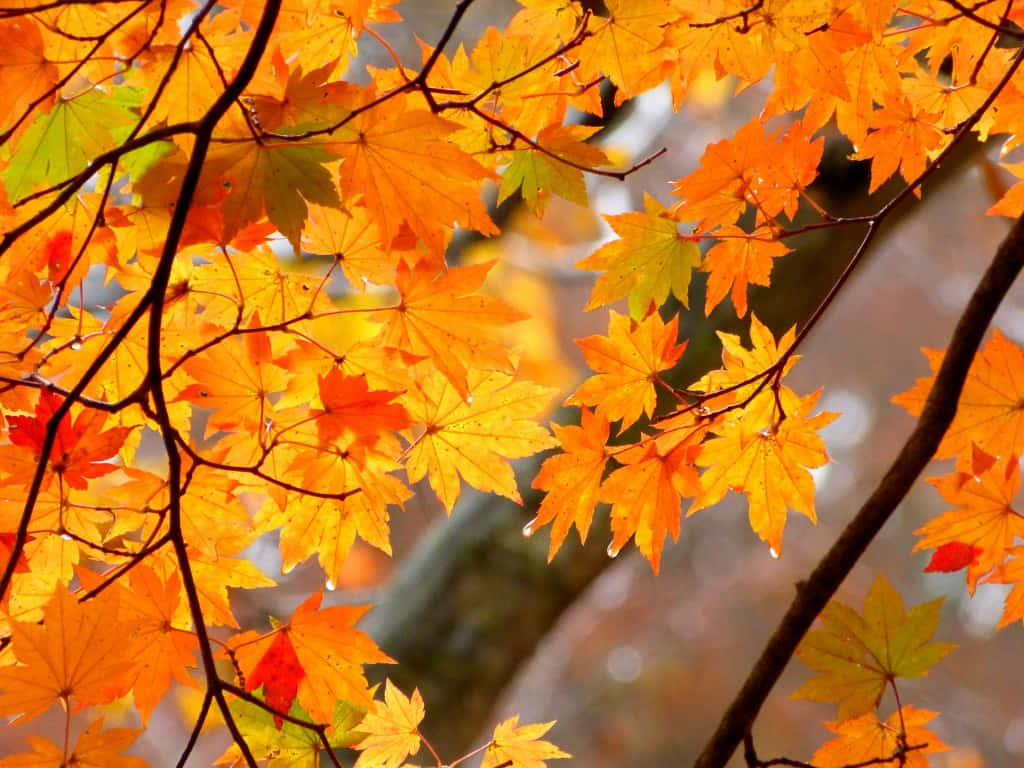 Enjoy The Colors Of Autumn Background