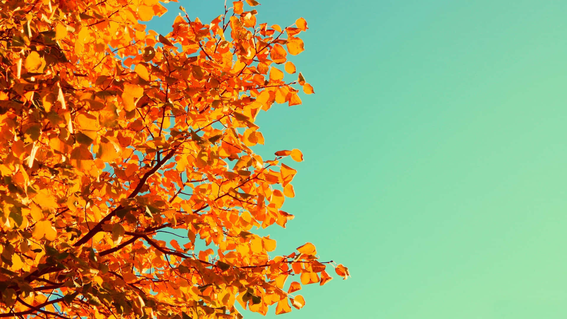 Enjoy The Colors Of Autumn With This Adorable Desktop Background Background