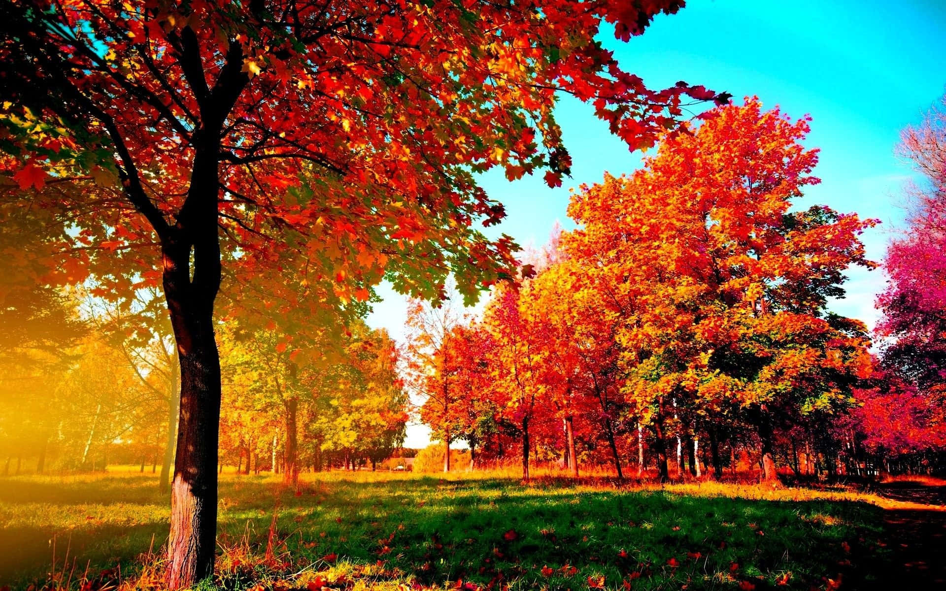 Enjoy The Colors Of Autumn With This Vibrant Fall Desktop Wallpaper. Background